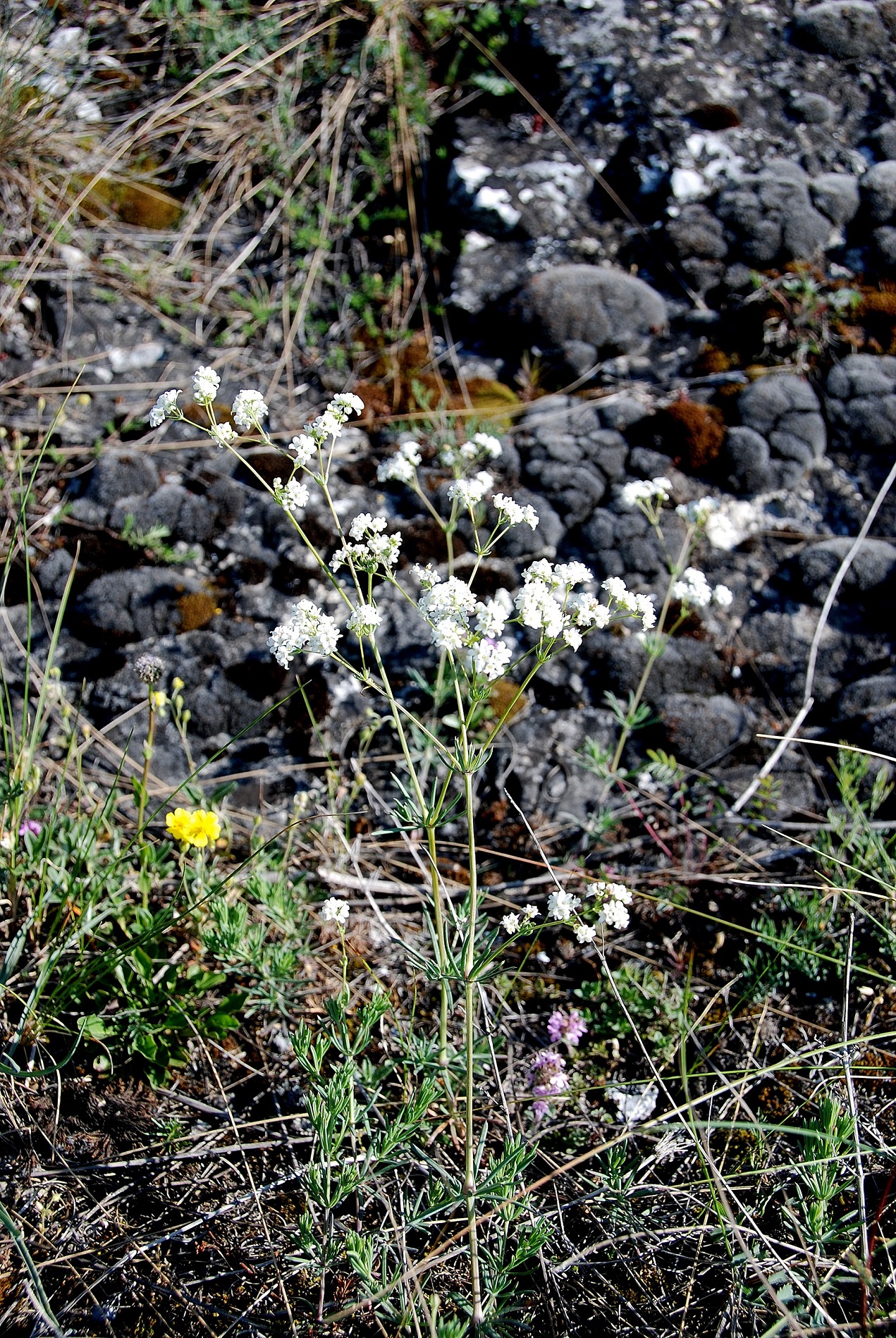 Hundsheimer Berg-14052017-(21).JPG