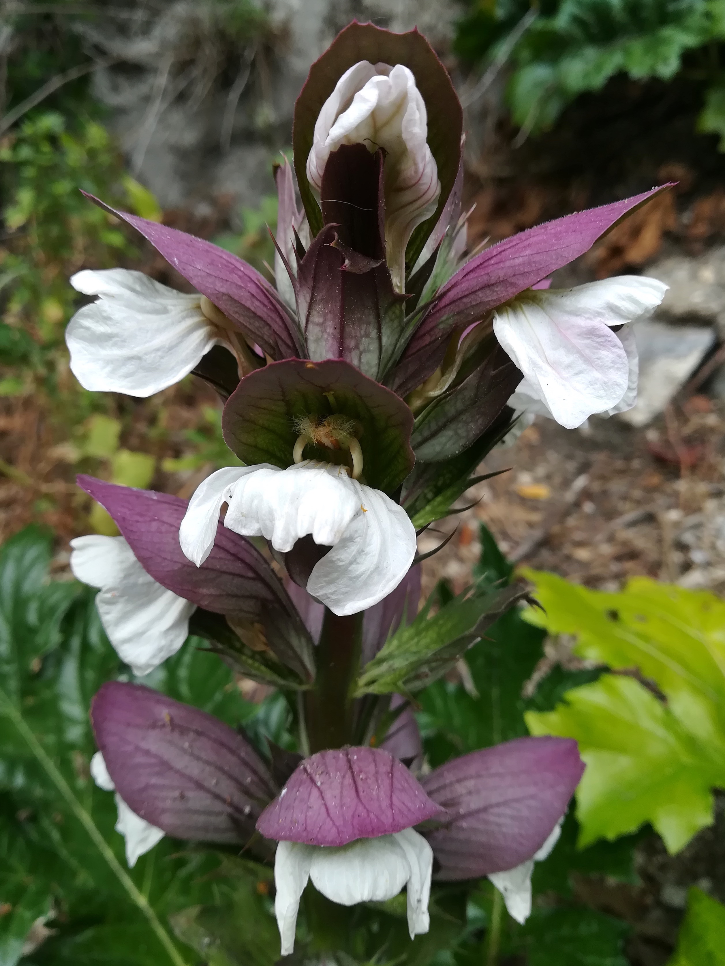 acanthus mollis colline du chateau alpes-maritimes nizza frankreich_20230517_144928.jpg