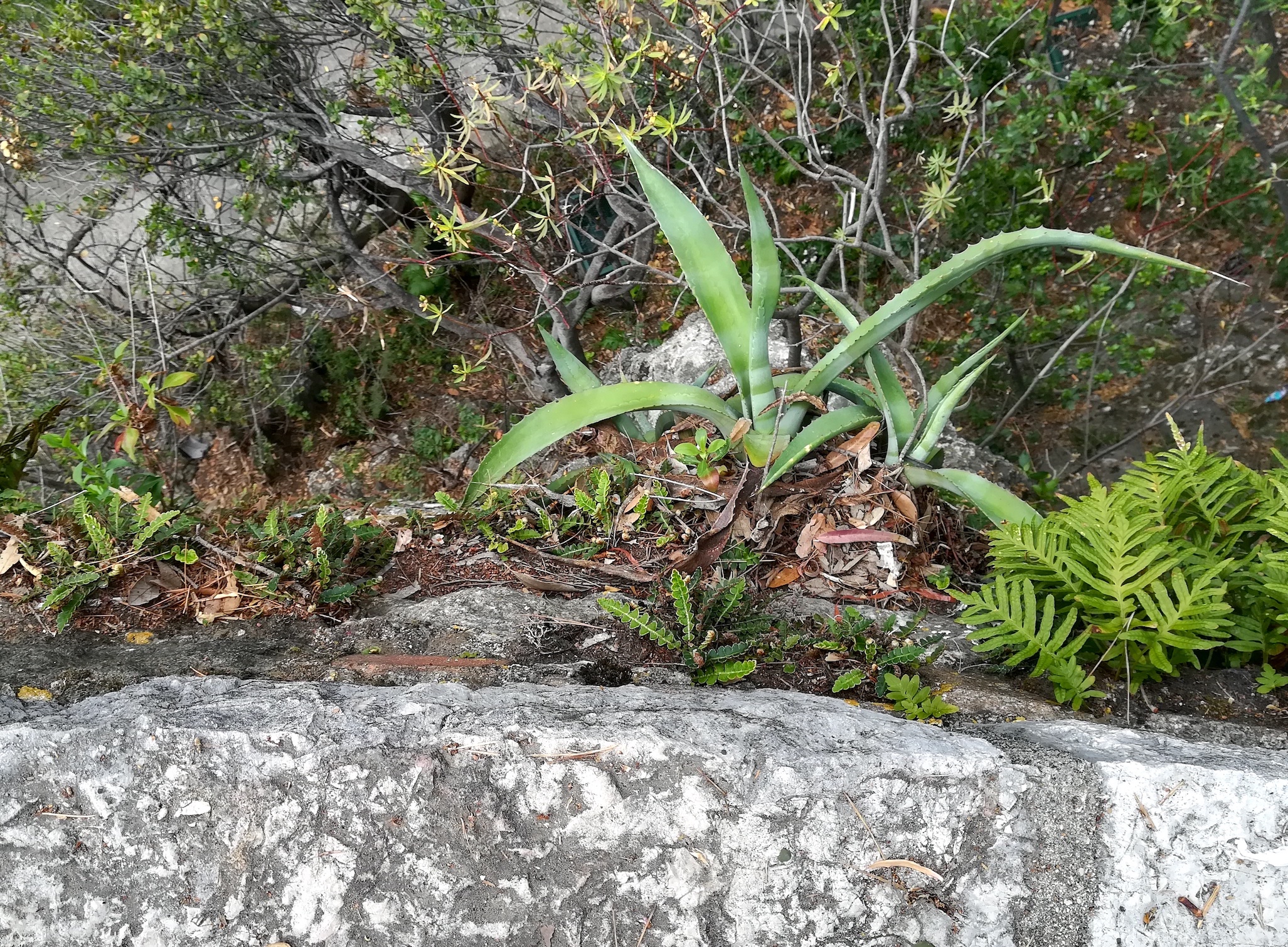 asplenium ceterach und polypodium cf. vulgare agg. colline du chateau alpes-maritimes nizza frankreich_20230517_151532.jpg