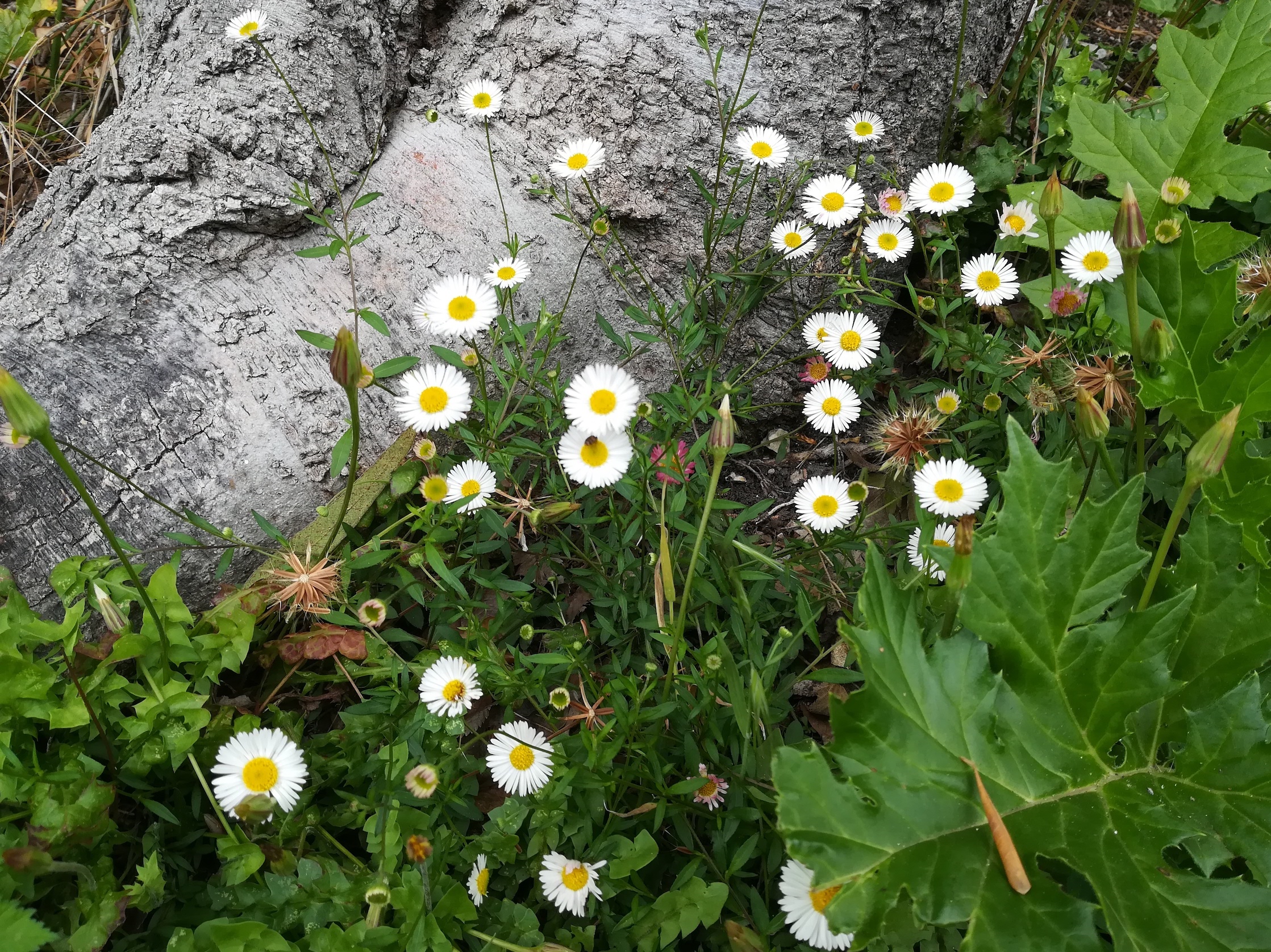 cf. erigeron karvinskianus colline du chateau alpes-maritimes nizza frankreich_20230517_144142.jpg