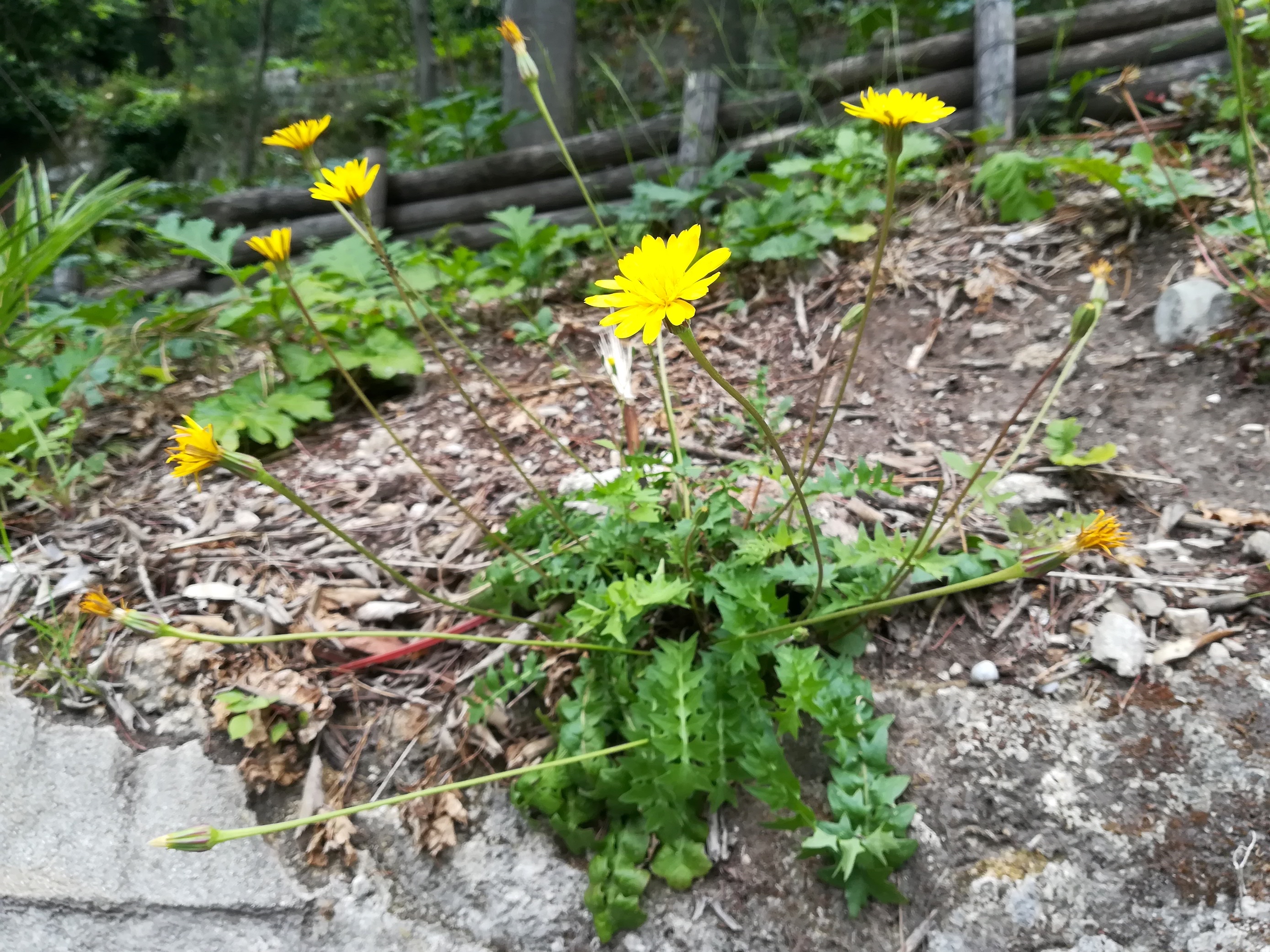 hyoseris radiata colline du chateau alpes-maritimes nizza frankreich_20230517_144610.jpg