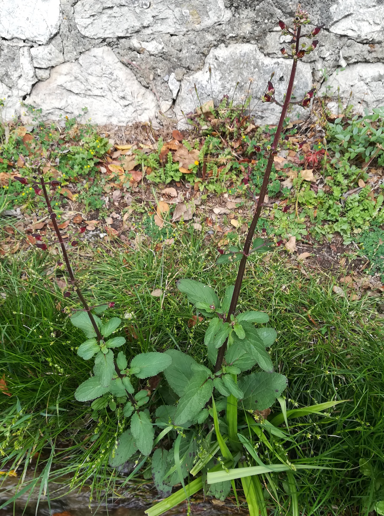 scrophularia auriculata subsp. auriculata colline du chateau alpes-maritimes nizza frankreich_20230517_144240.jpg