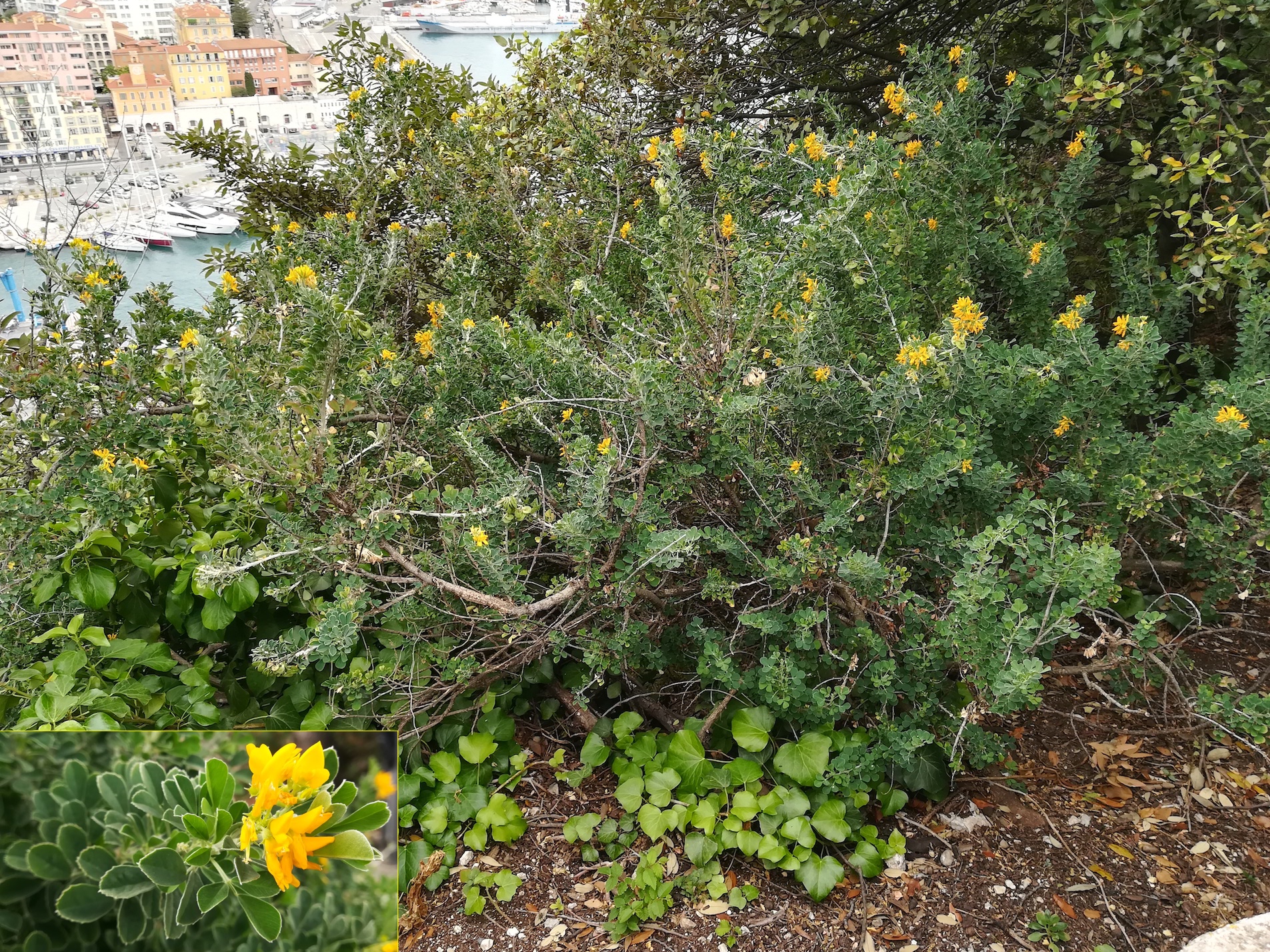 medicago arborea colline du chateau alpes-maritimes nizza frankreich_20230517_150354.jpg