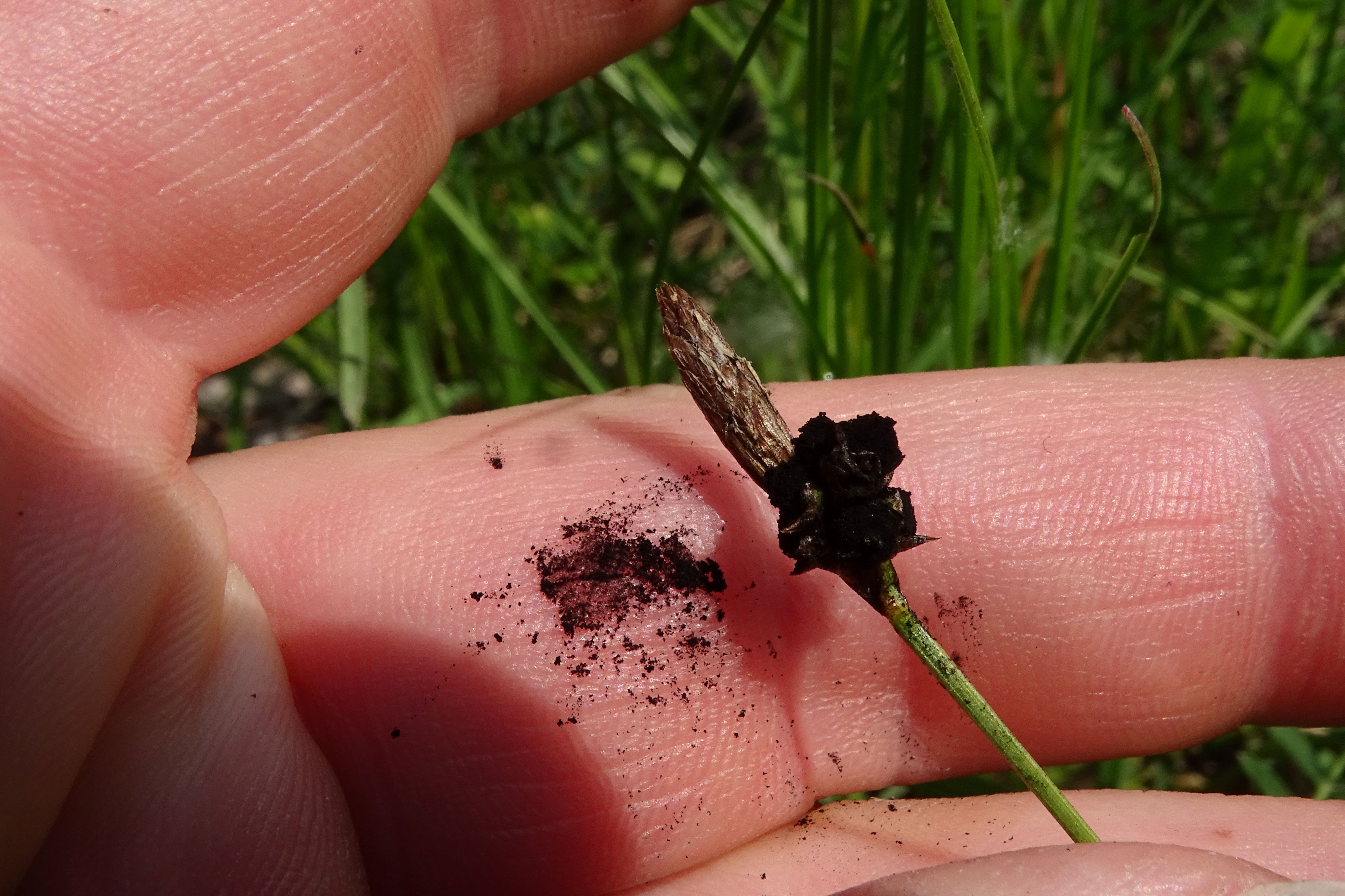 DSC05454 rostpilz auf carex cf. tomentosa, lobau bei mühlleiten, 2023-05-23.jpg