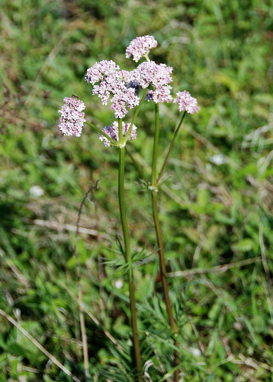 Hundsheimer Berg-14052017-(44) - Valeriana officinalis.JPG