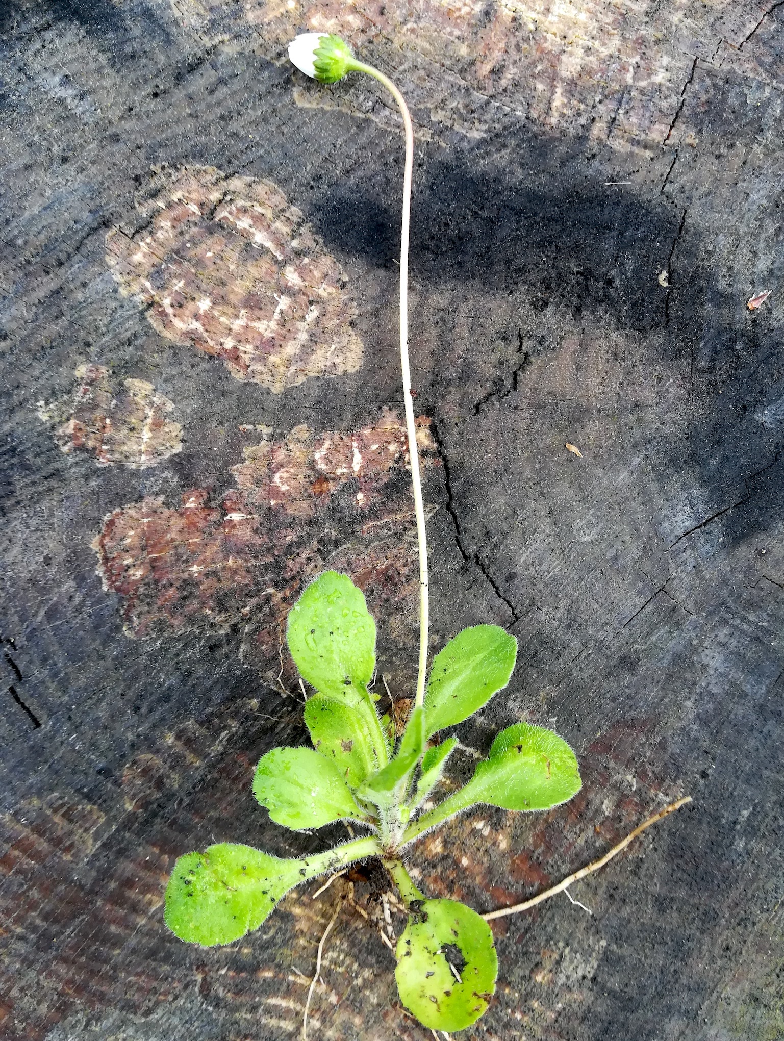 bellis cf. annua NE vorberg des camp lucéram NE vorberg des camp lucéram peille ste thècle alpes-maritimes frankreich_20230518_082621.jpg