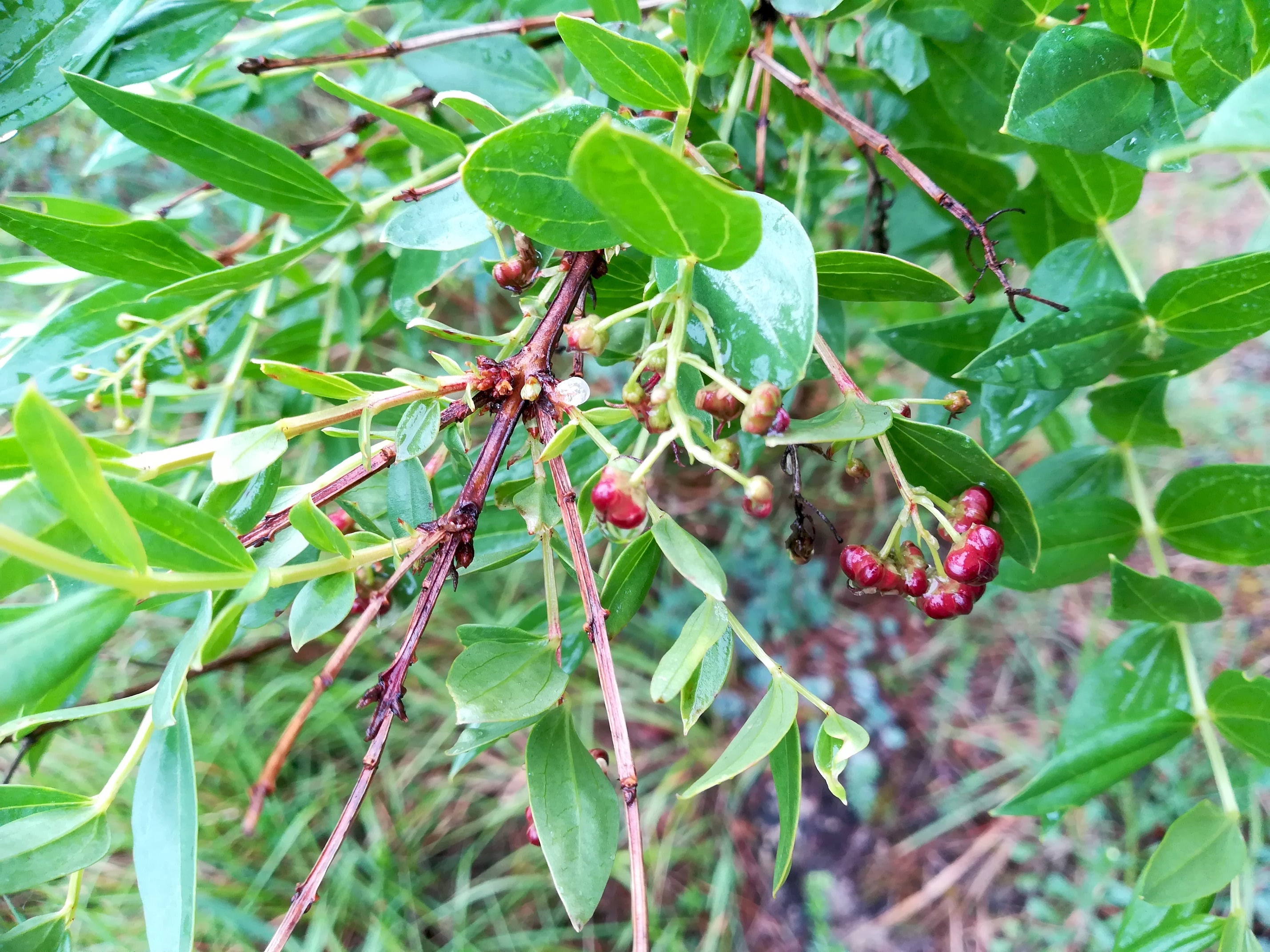 coriaria myrtifolia NE vorberg des camp lucéram peille ste thècle alpes-maritimes frankreich_20230518_083053.jpg