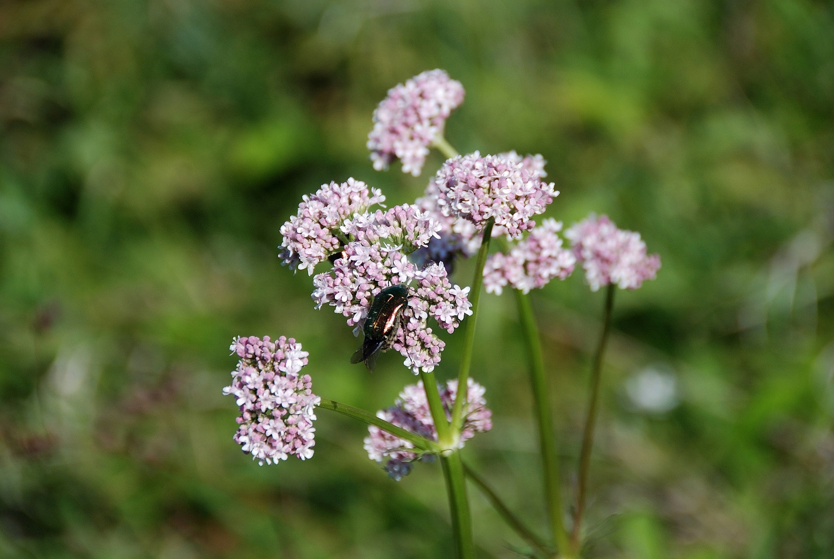 Hundsheimer Berg-14052017-(45) - Valeriana officinalis.JPG