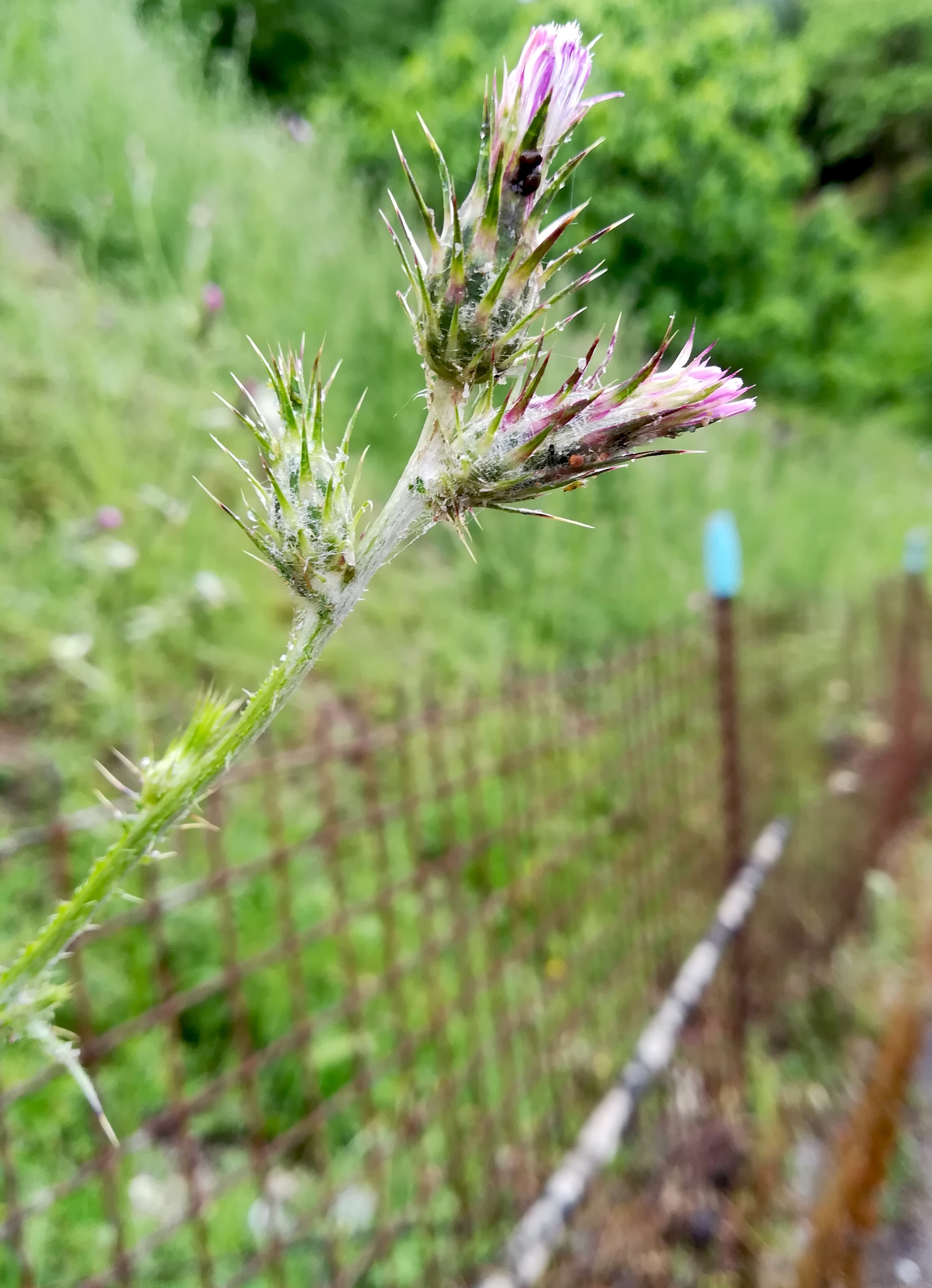 carduus pycnocephalus subsp. pycnocephalus peille ste thècle alpes-maritimes frankreich_20230518_075931.jpg