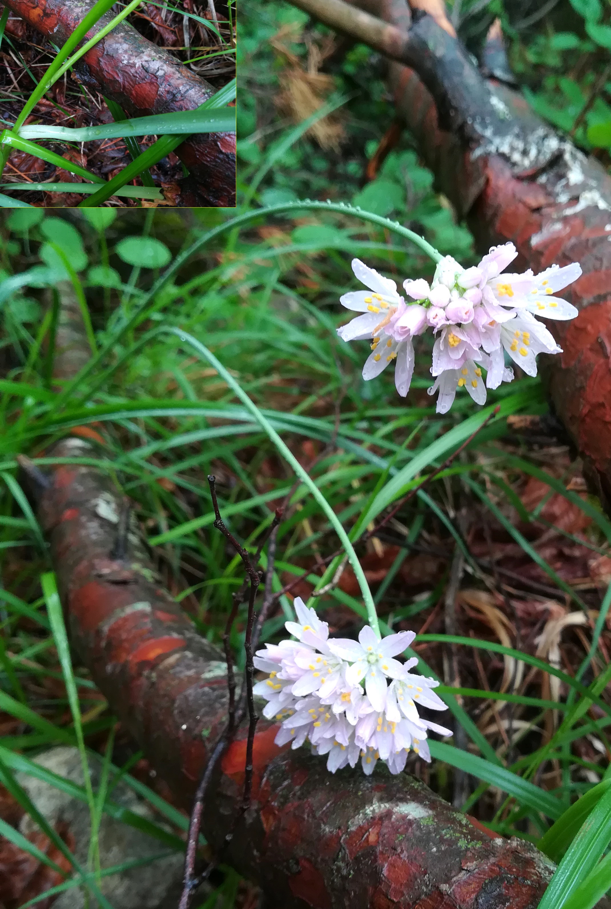 allium cf. roseum NE vorberg des camp lucéram peille ste thècle alpes-maritimes frankreich_20230518_083615.jpg