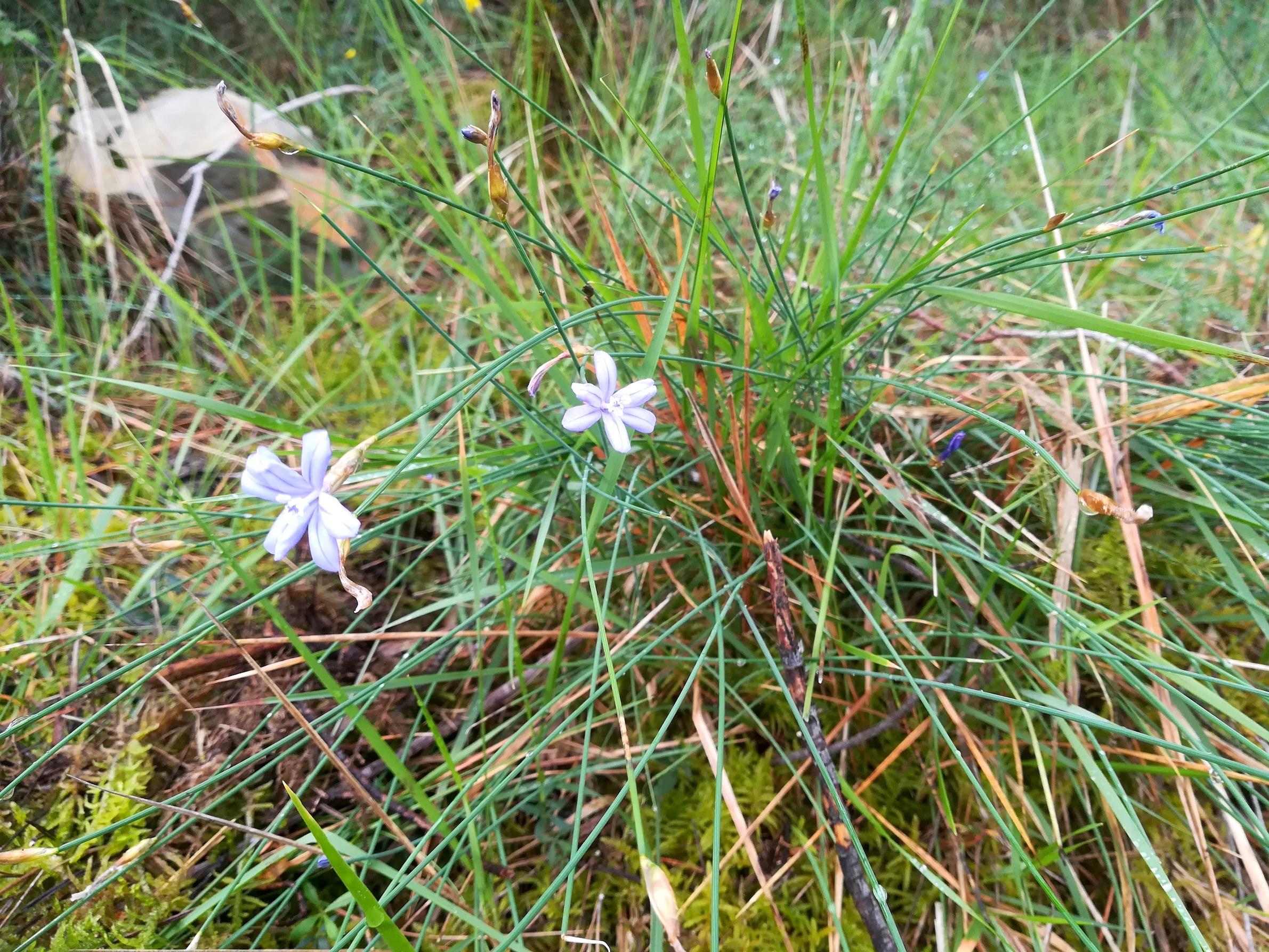 aphyllantes monspeliensis NE vorberg des camp lucéram peille ste thècle alpes-maritimes frankreich_20230518_102547.jpg