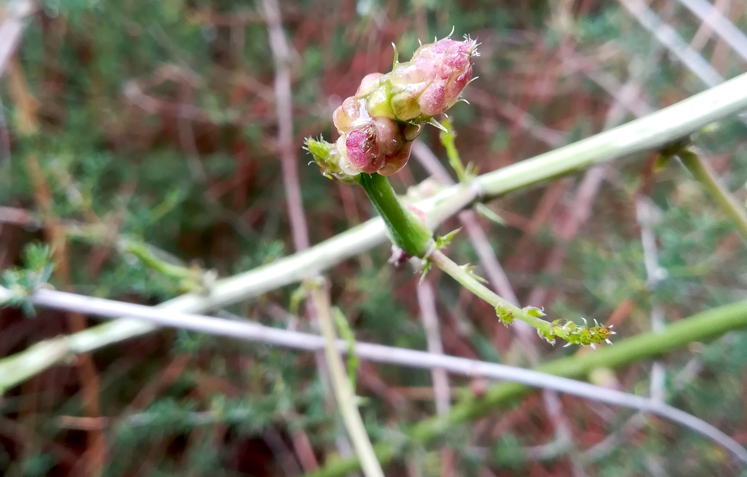 asparagus acutifolius NE vorberg des camp lucéram peille ste thècle alpes-maritimes frankreich_20230518_091201.jpg