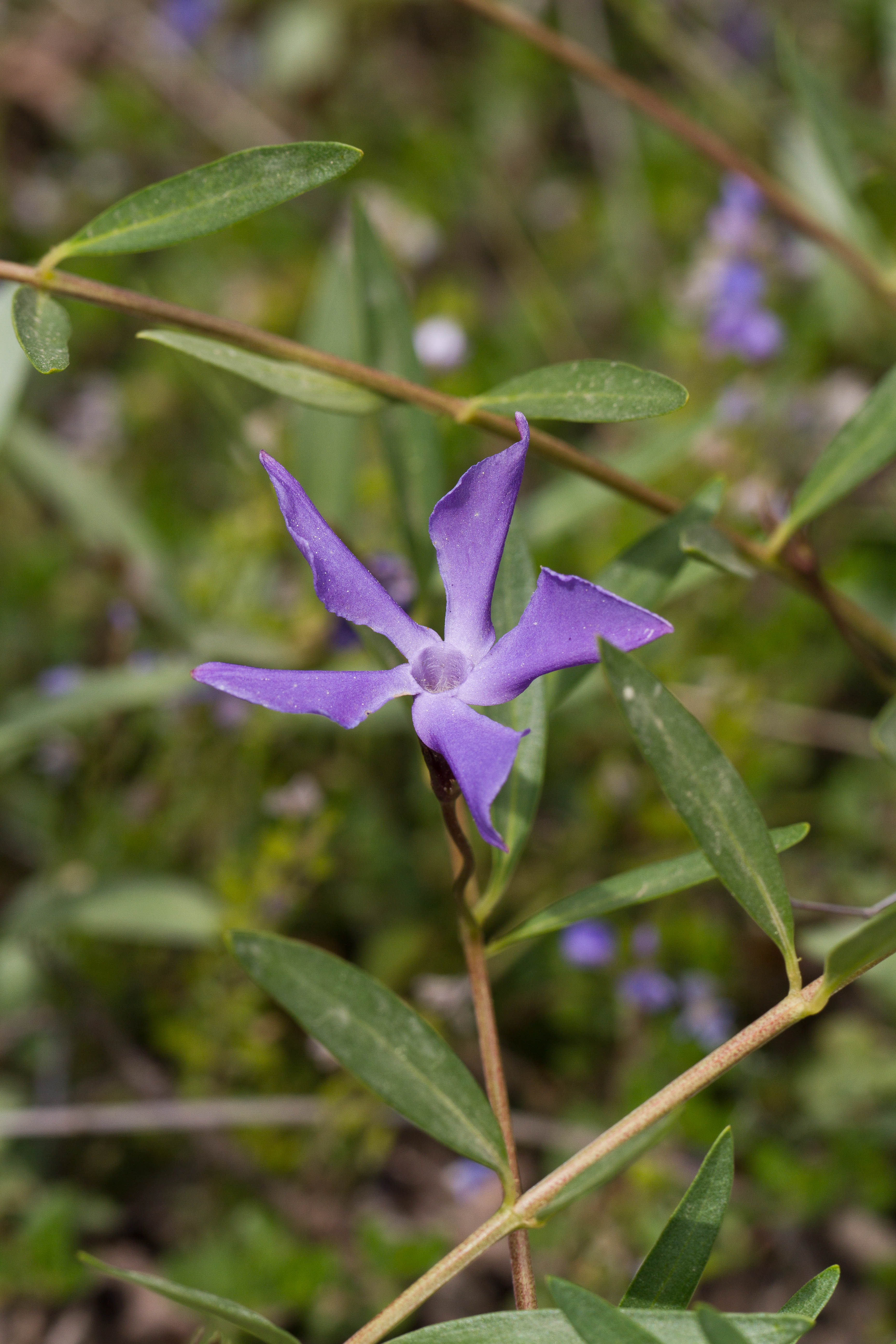 Apocynaceae_Vinca herbacea 1-2.jpg