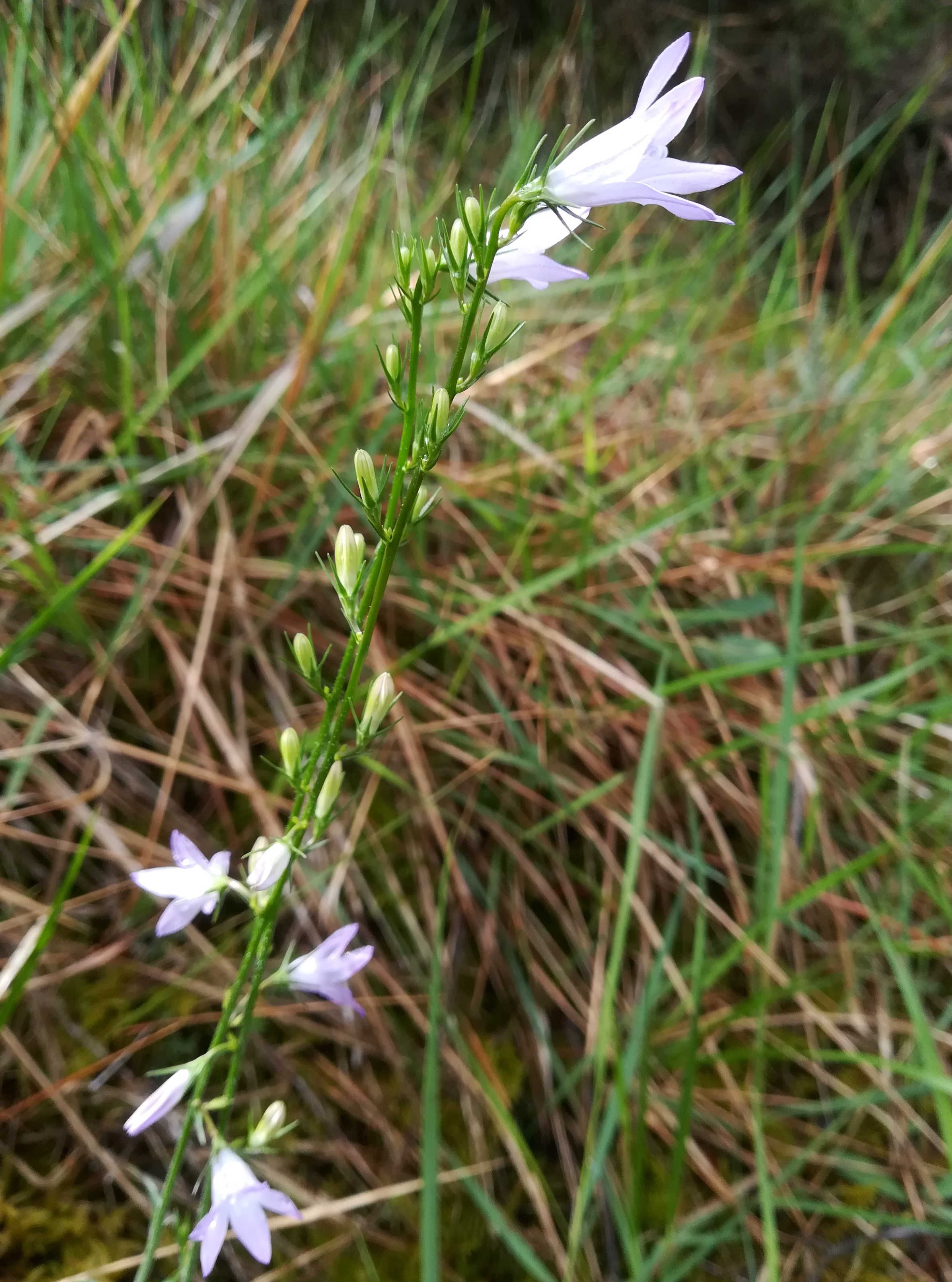 campanula cf. rapunculus NE vorberg des camp lucéram peille ste thècle alpes-maritimes frankreich_20230518_102931.jpg