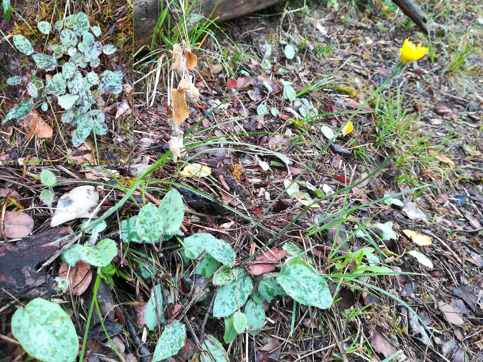 cf. hieracium maculatum NE vorberg des camp lucéram peille ste thècle alpes-maritimes frankreich_20230518_084410.jpg