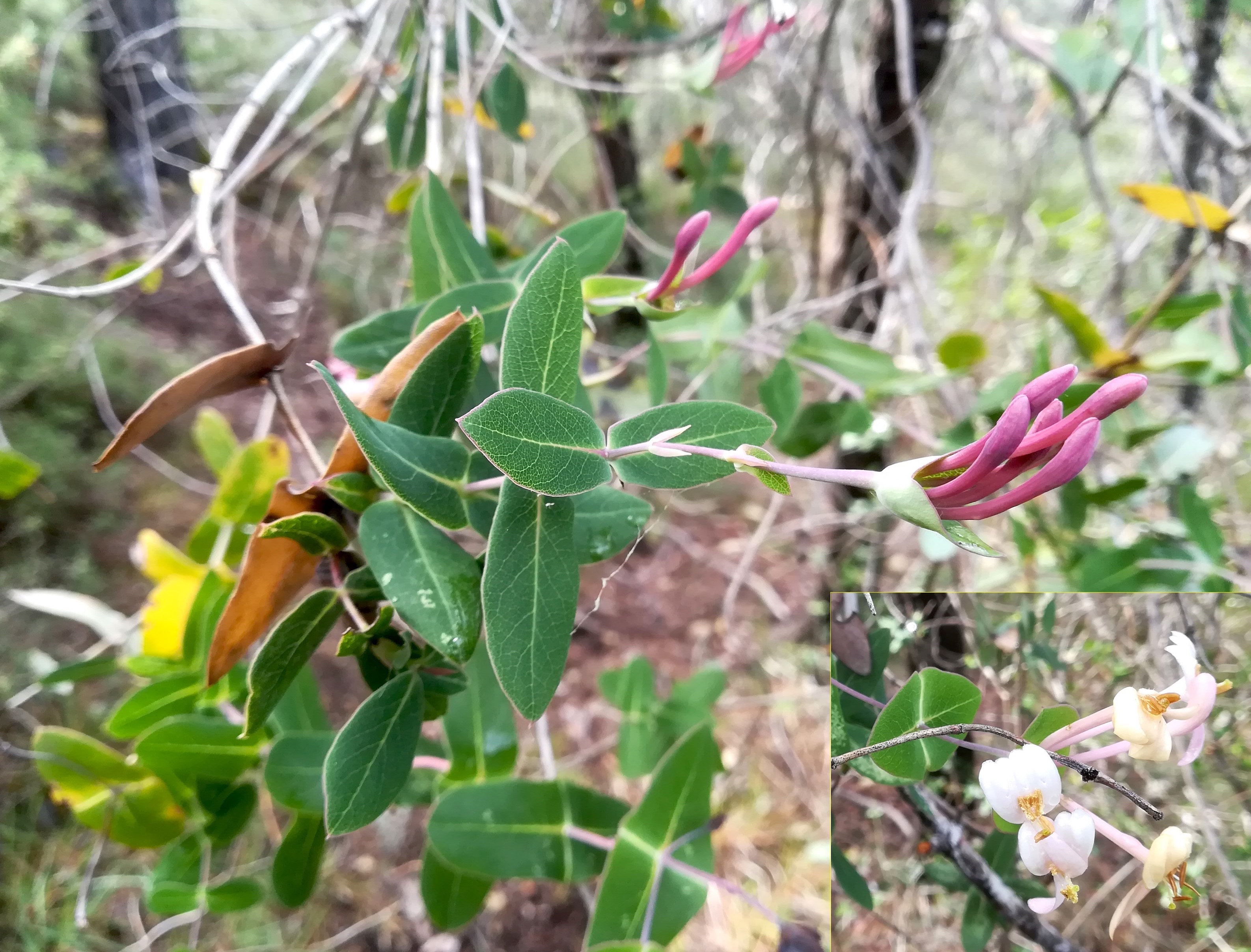 lonicera implexa NE vorberg des camp lucéram peille ste thècle alpes-maritimes frankreich_20230518_103122.jpg