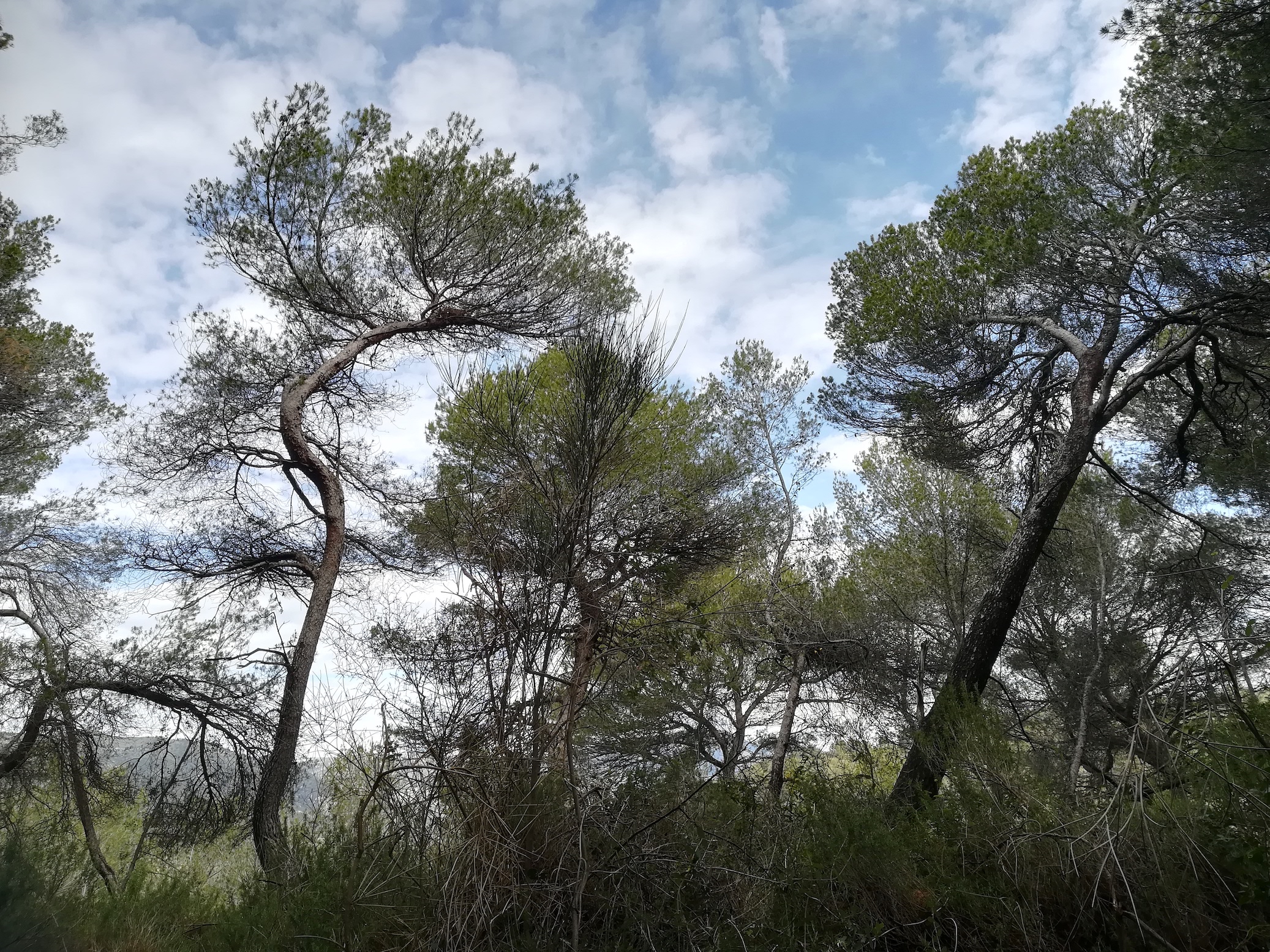 pinus halepensis NE vorberg des camp lucéram peille ste thècle alpes-maritimes frankreich_20230518_101815.jpg