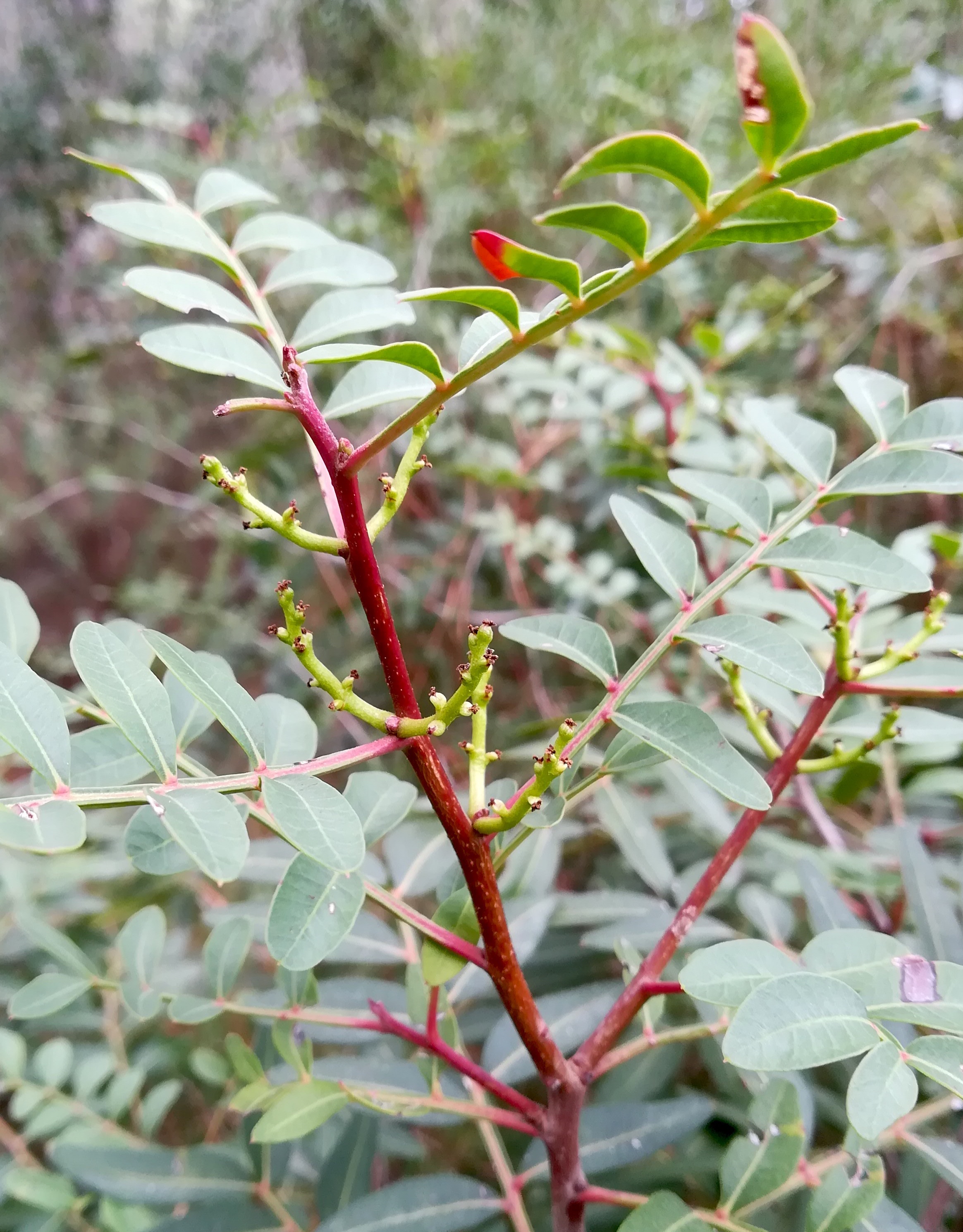 pistacia lenthiscus NE vorberg des camp lucéram peille ste thècle alpes-maritimes frankreich_20230518_095337.jpg