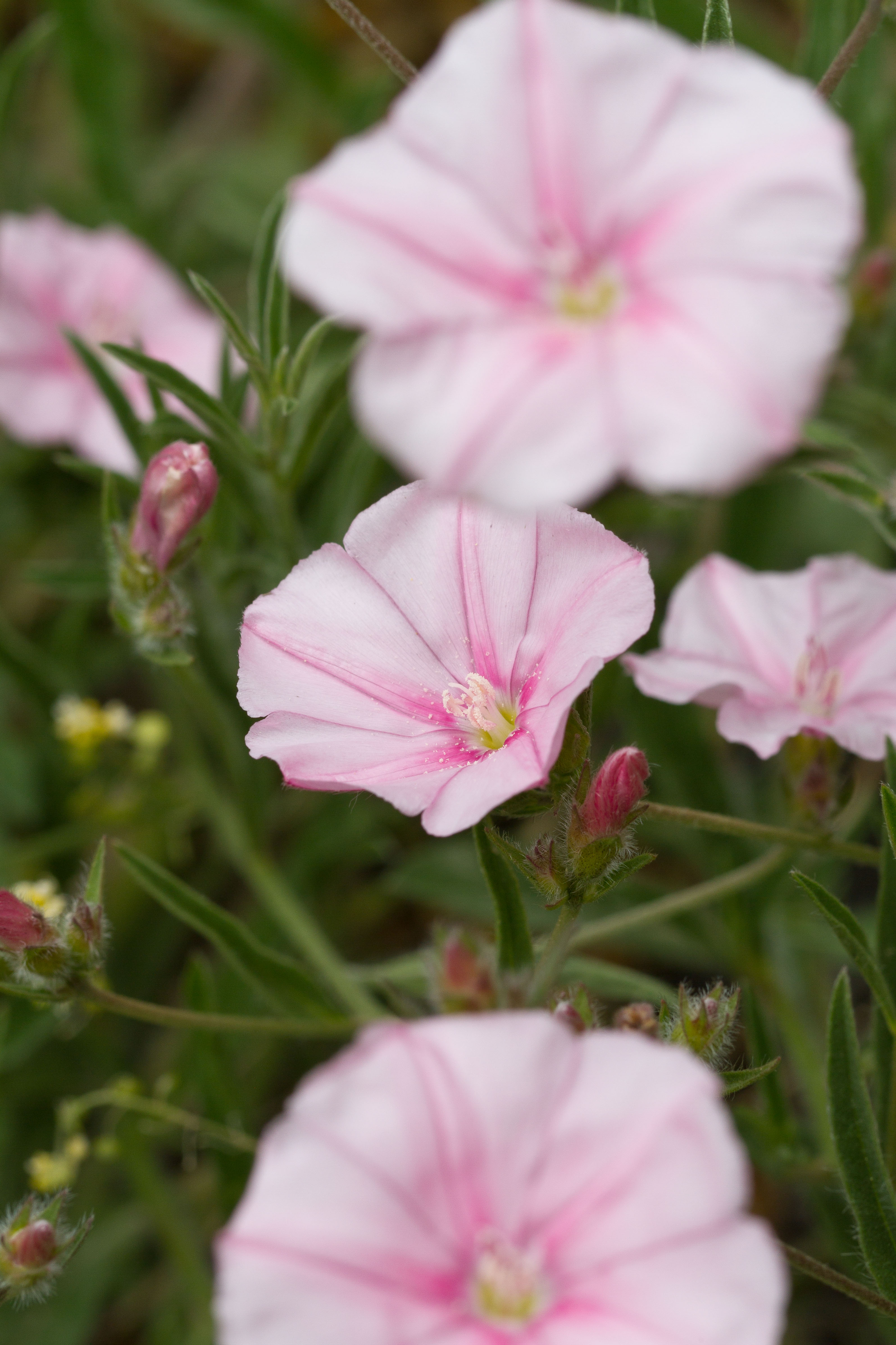 Convolvulaceae_Convolvulus cantabrica 3-2.jpg