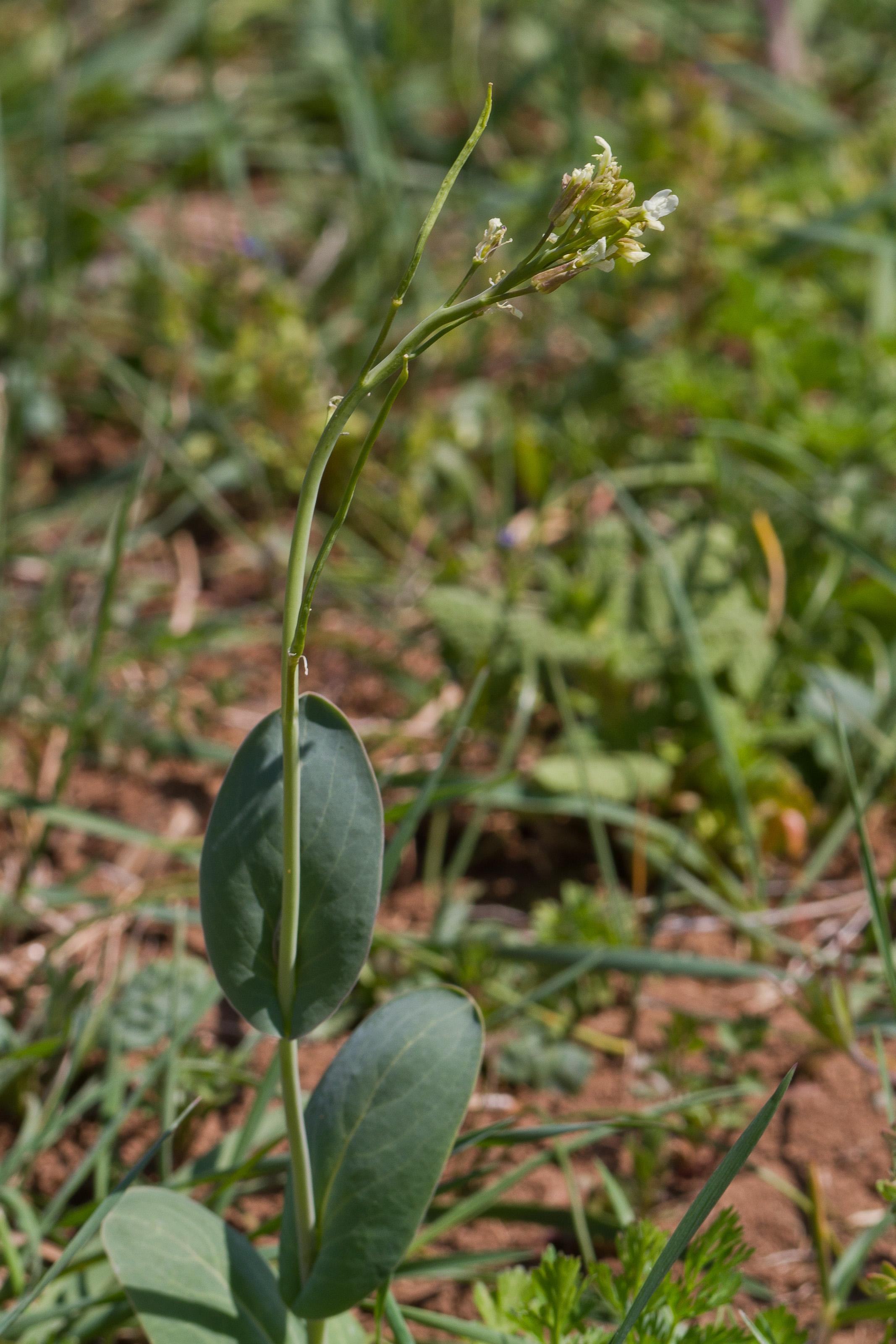 Brassicaceae_Conringia orientalis 1-2.jpg