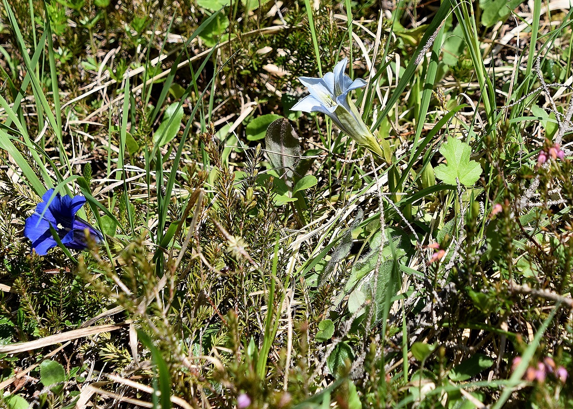 Bez. Scheibbs- 27052023 - (35) -  Gentiana clusii - Kalk-Glocken-Enzian.JPG