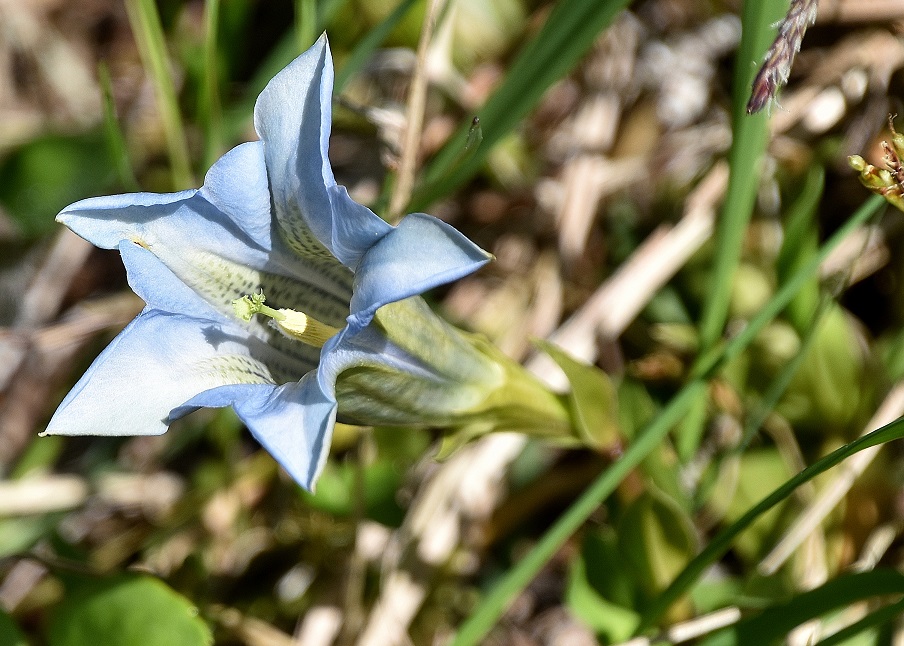 Bez. Scheibbs- 27052023 - (36) -  Gentiana clusii - Kalk-Glocken-Enzian.JPG