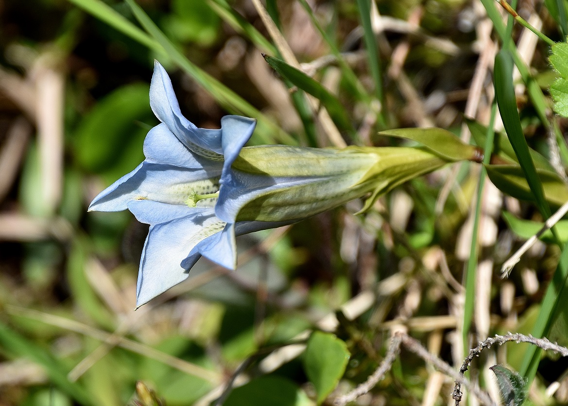 Bez. Scheibbs- 27052023 - (37) -  Gentiana clusii - Kalk-Glocken-Enzian.JPG