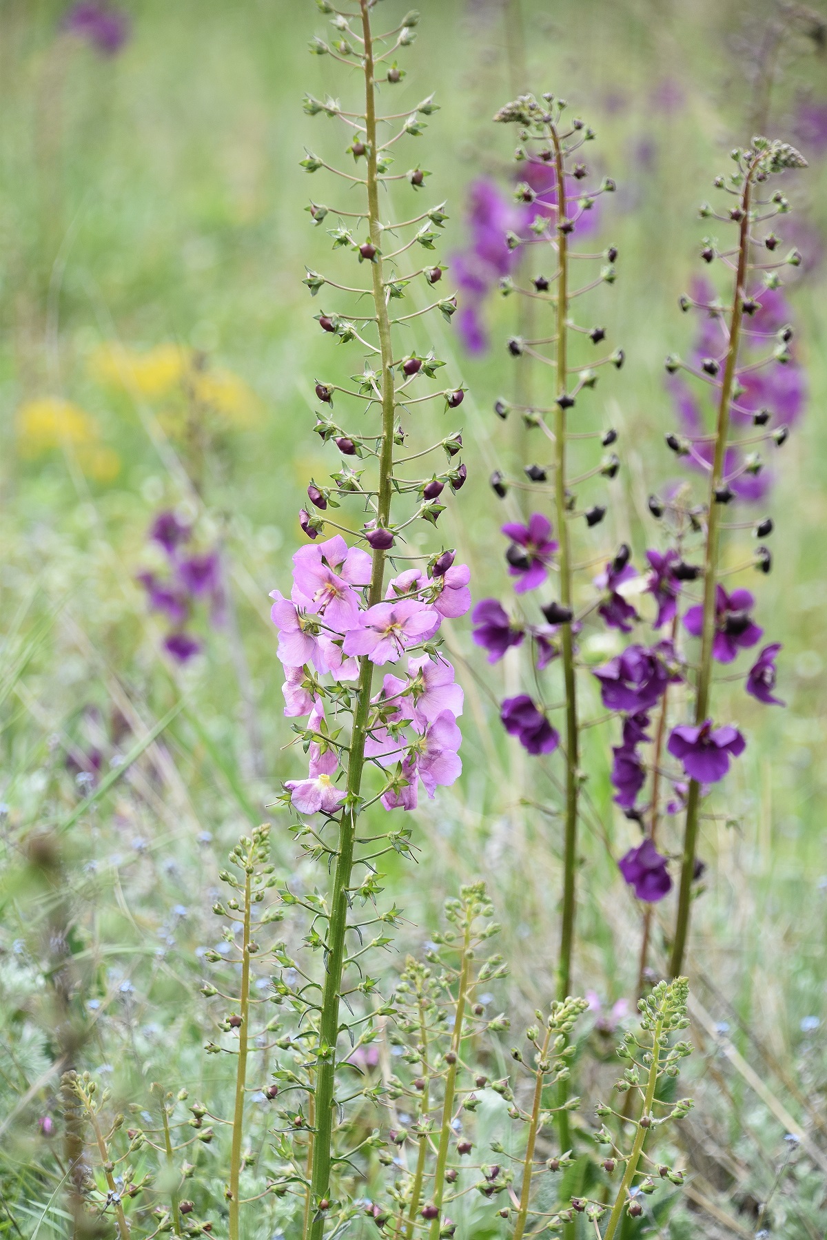 Jois - 27042023 - (28) - - Verbascum phoeniceum - Purpur-Königskerze.JPG