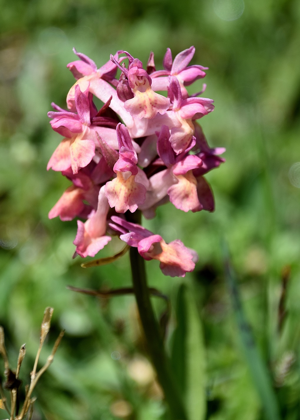 Berz. Lilienfeld- 25052023 - (20) - Dactylorhiza sambucina - Holunder-Fingerwurz.JPG