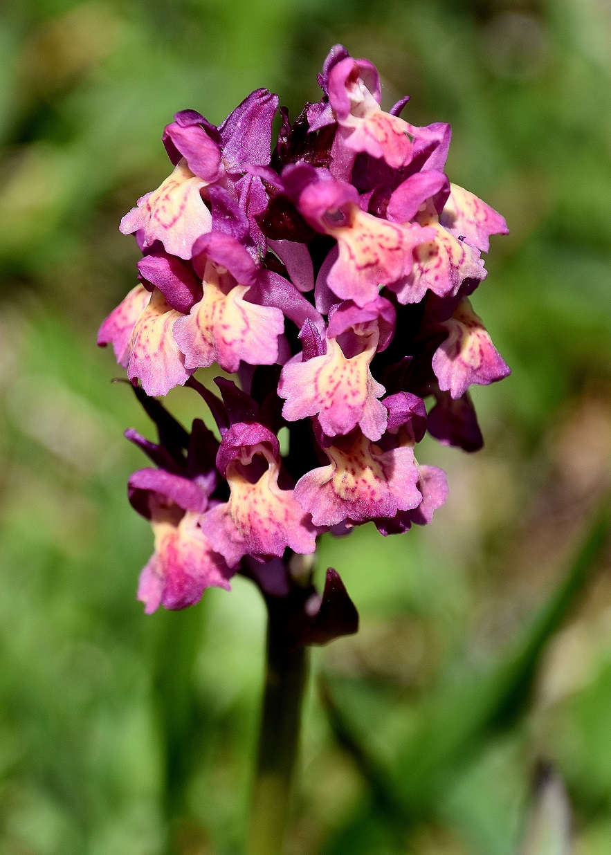 Berz. Lilienfeld- 25052023 - (21) - Dactylorhiza sambucina - Holunder-Fingerwurz.JPG