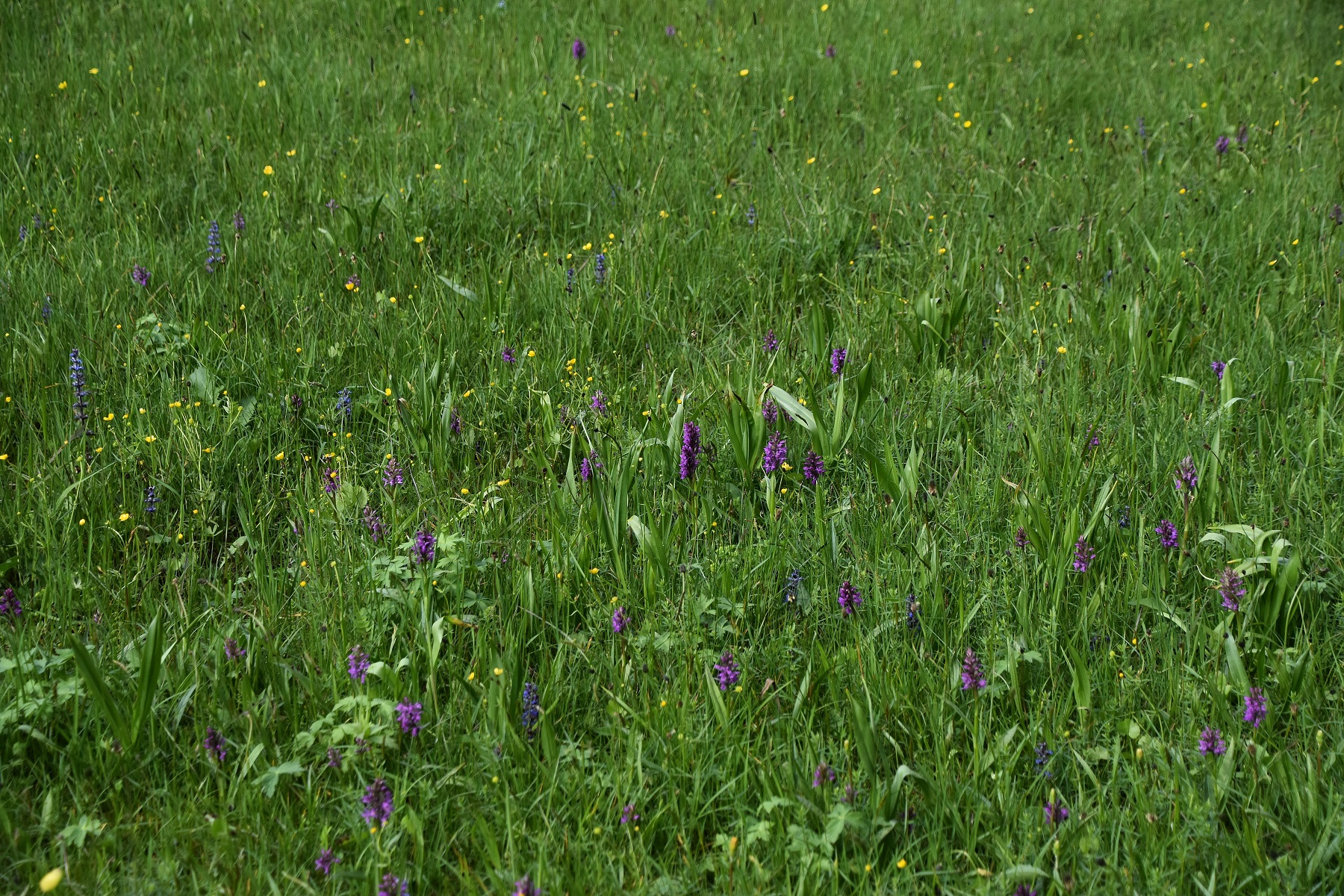 St. Pölten-Land - 19052023 - (81) -  - Dactylorhiza majalis - Breitblatt-Fingerwurz.JPG