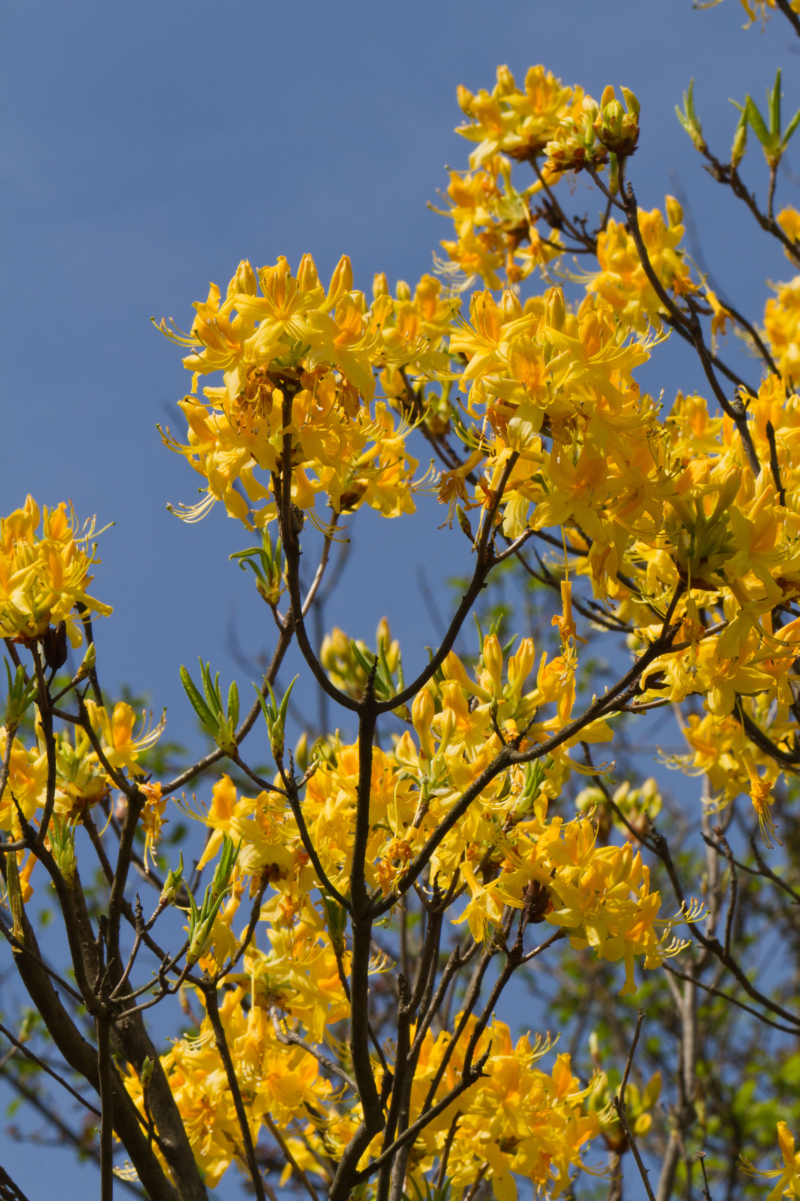 Ericaceae_Rhododendron luteum 3-2.jpg