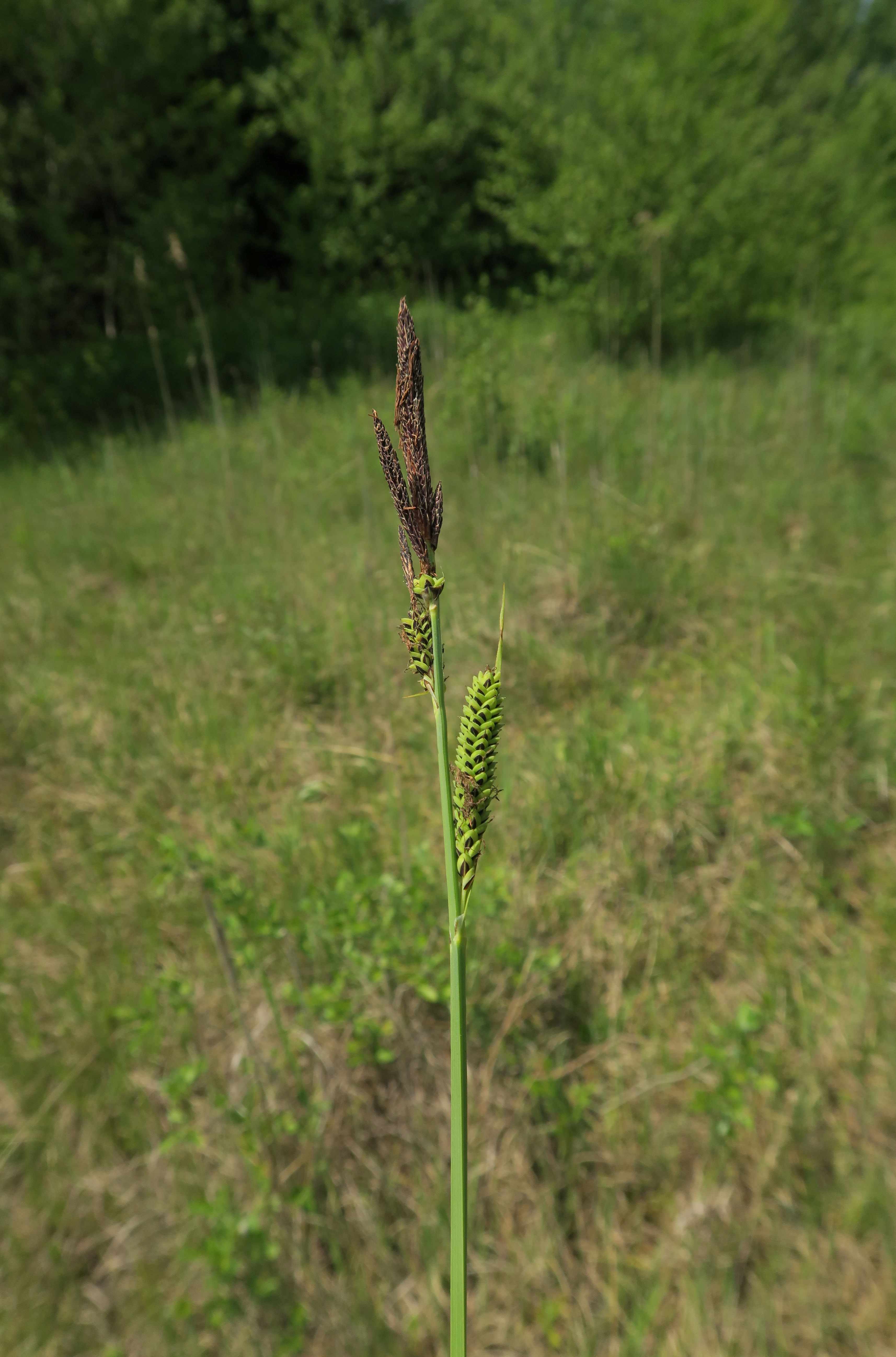 Gruppe 1 Carex nigra) Braune) Segge, Lobau via Naufahrt Feuchtstelle s-w. Josefssteg 26.05.2023 C5X2 (1).jpg