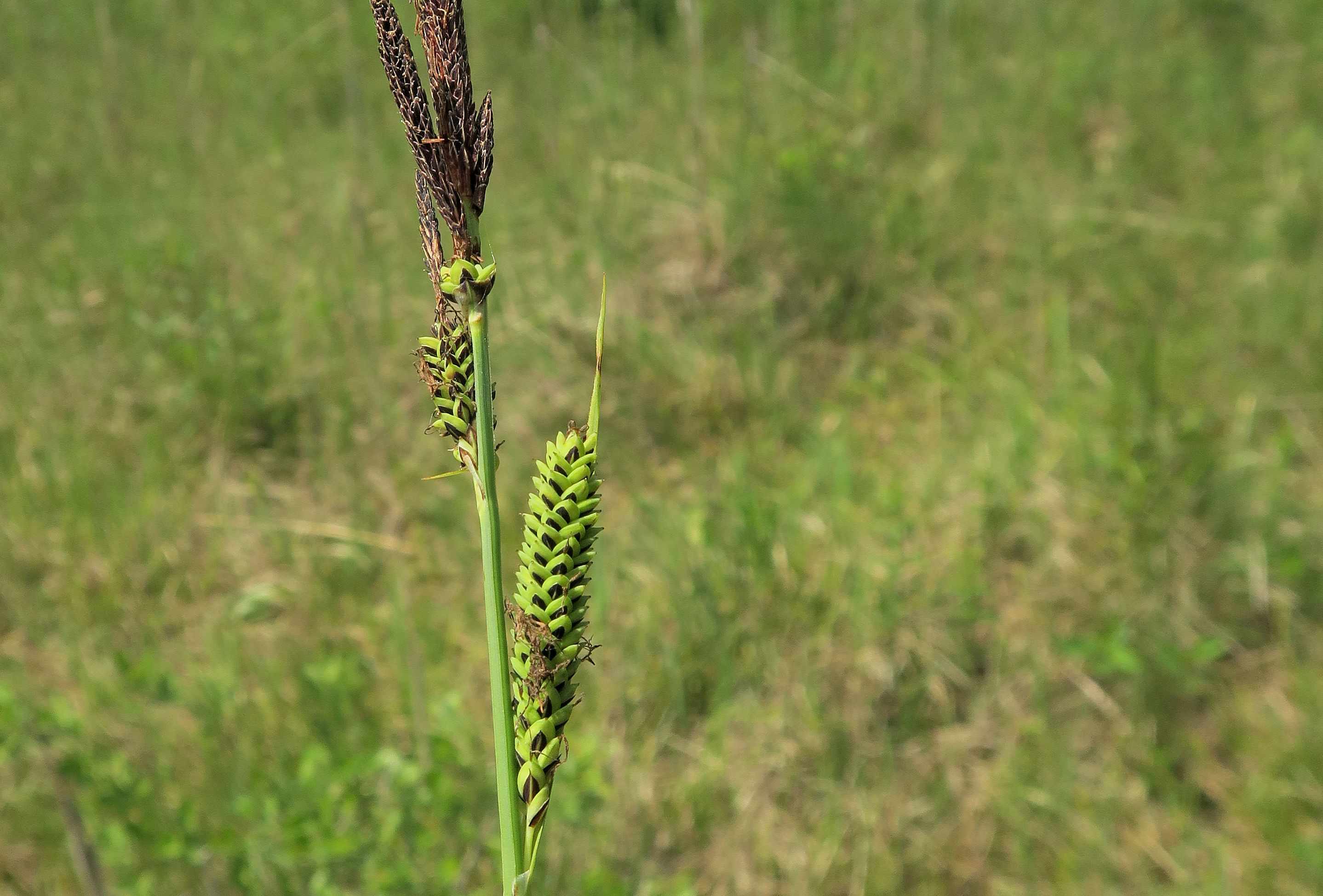 Gruppe 1 Carex nigra) Braune) Segge, Lobau via Naufahrt Feuchtstelle s-w. Josefssteg 26.05.2023 C5X2 (2).jpg