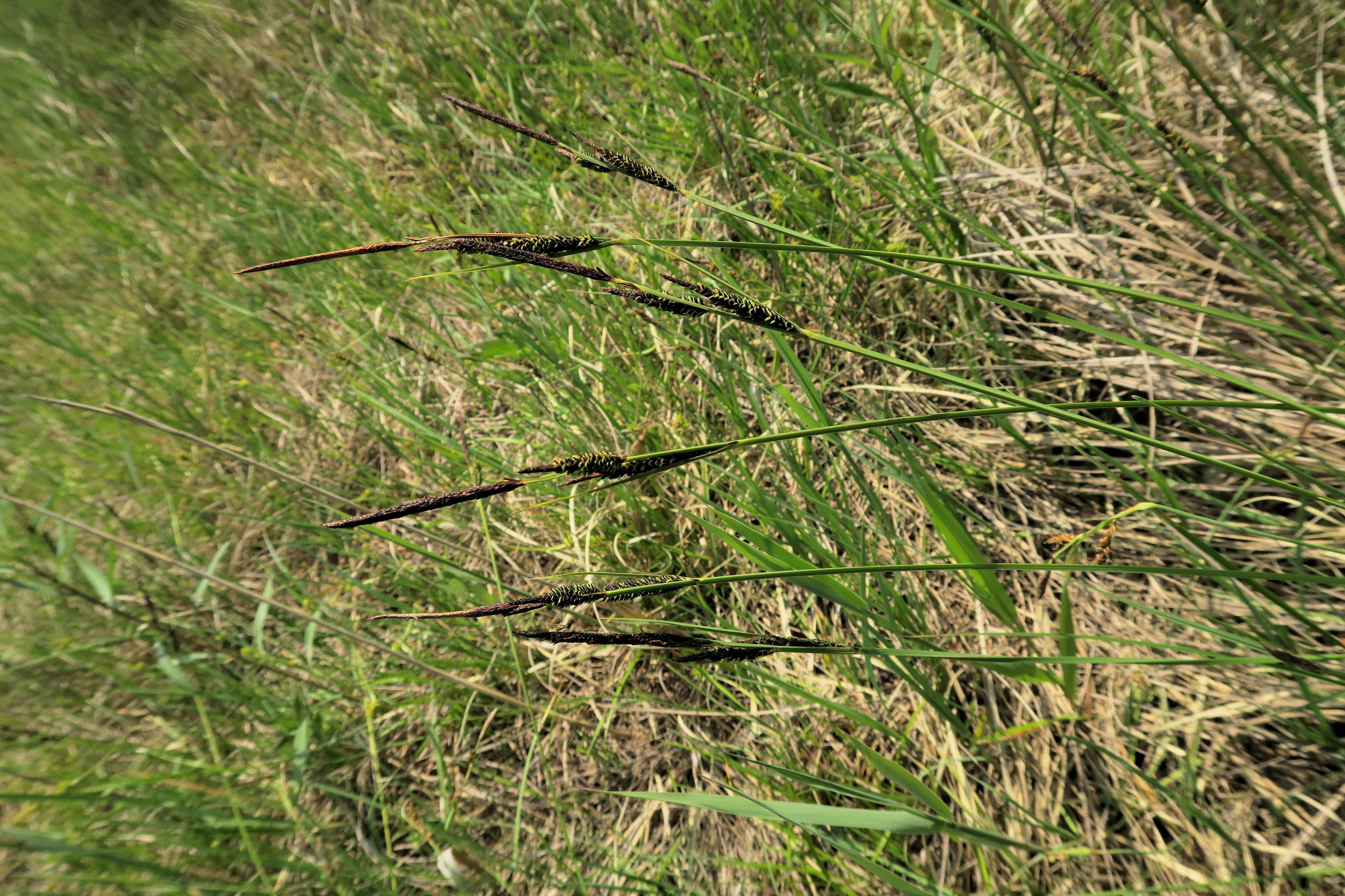 Gruppe 1 Carex nigra) Braune) Segge, Lobau via Naufahrt Feuchtstelle s-w. Josefssteg 26.05.2023 C5X2 (4).jpg