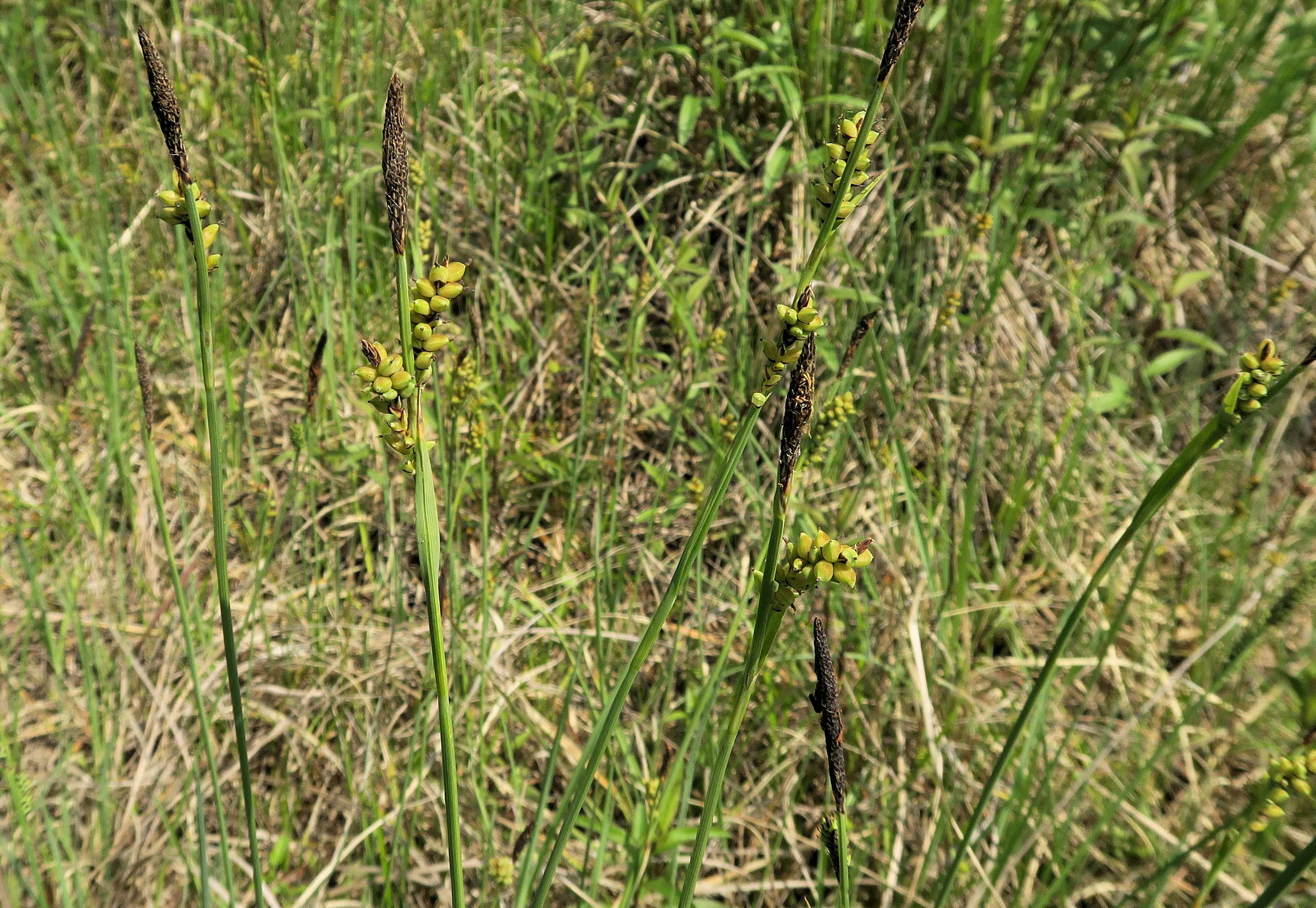 Gruppe 2 Carex panicea) Hirse)-Segge, Lobau via Naufahrt Feuchtstelle s-w. Josefssteg 26.05.2023 C5X2 (4).jpg