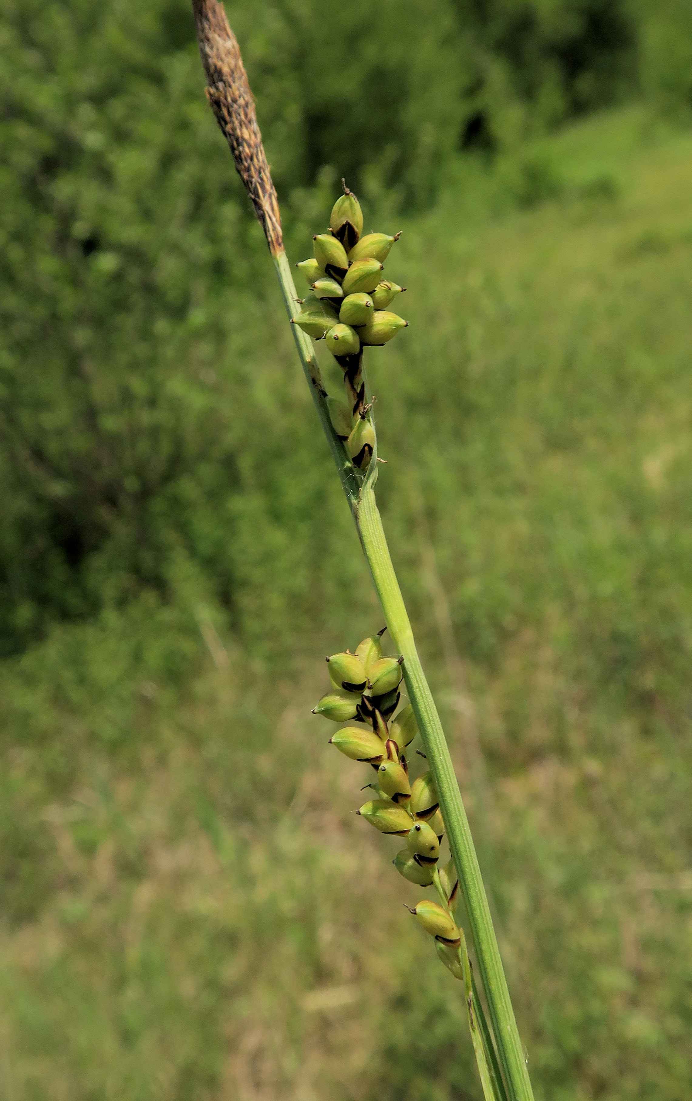 Gruppe 2 Carex panicea) Hirse)-Segge, Lobau via Naufahrt Feuchtstelle s-w. Josefssteg 26.05.2023 C5X2 (6).jpg