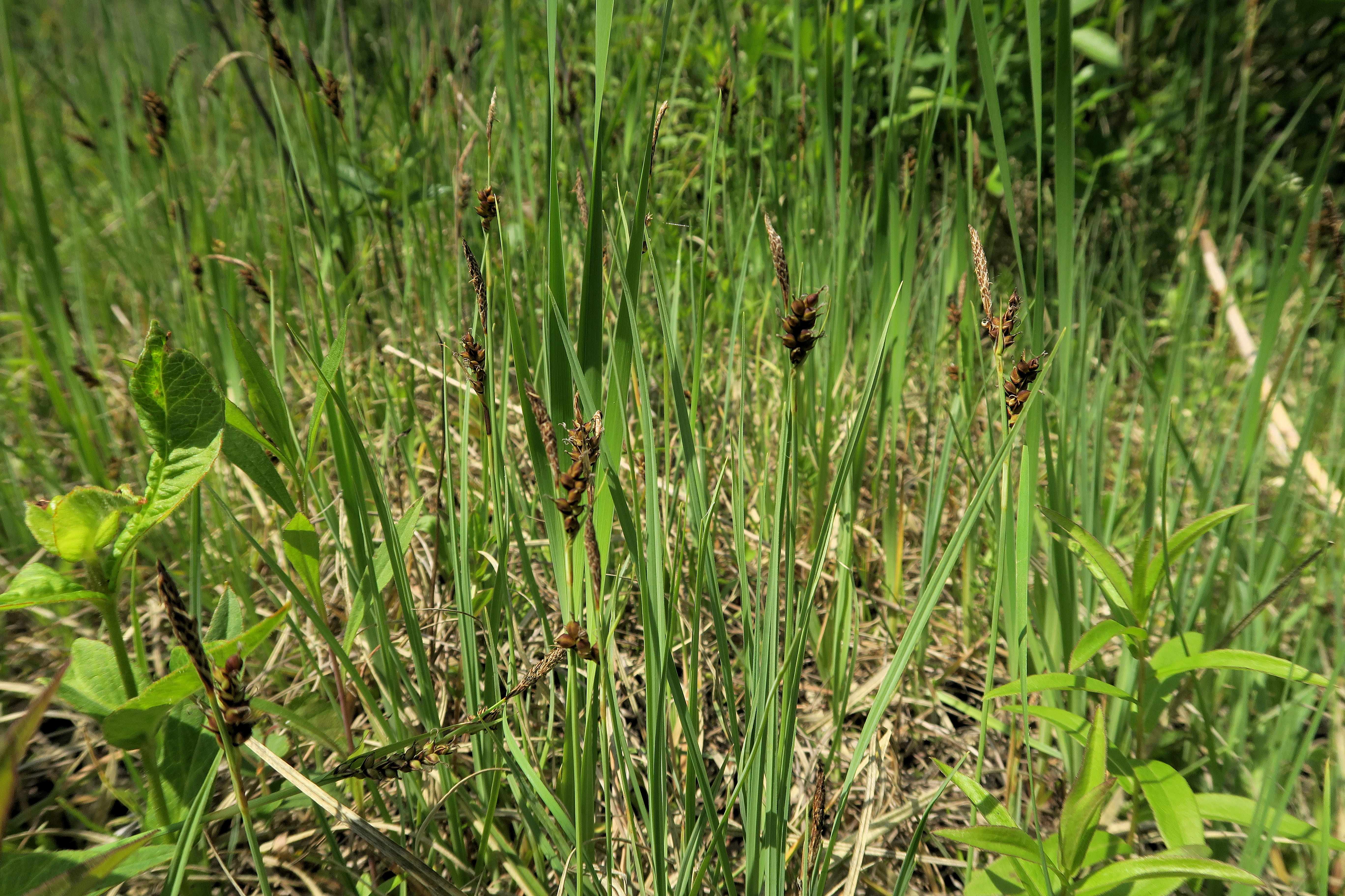 Gruppe 3 Carex sp. (ähnl. C. panicea, Ährch. braun), Lobau via Naufahrt Feuchtstelle s-w. Josefssteg 26.05.2023 C5X2 (1).jpg