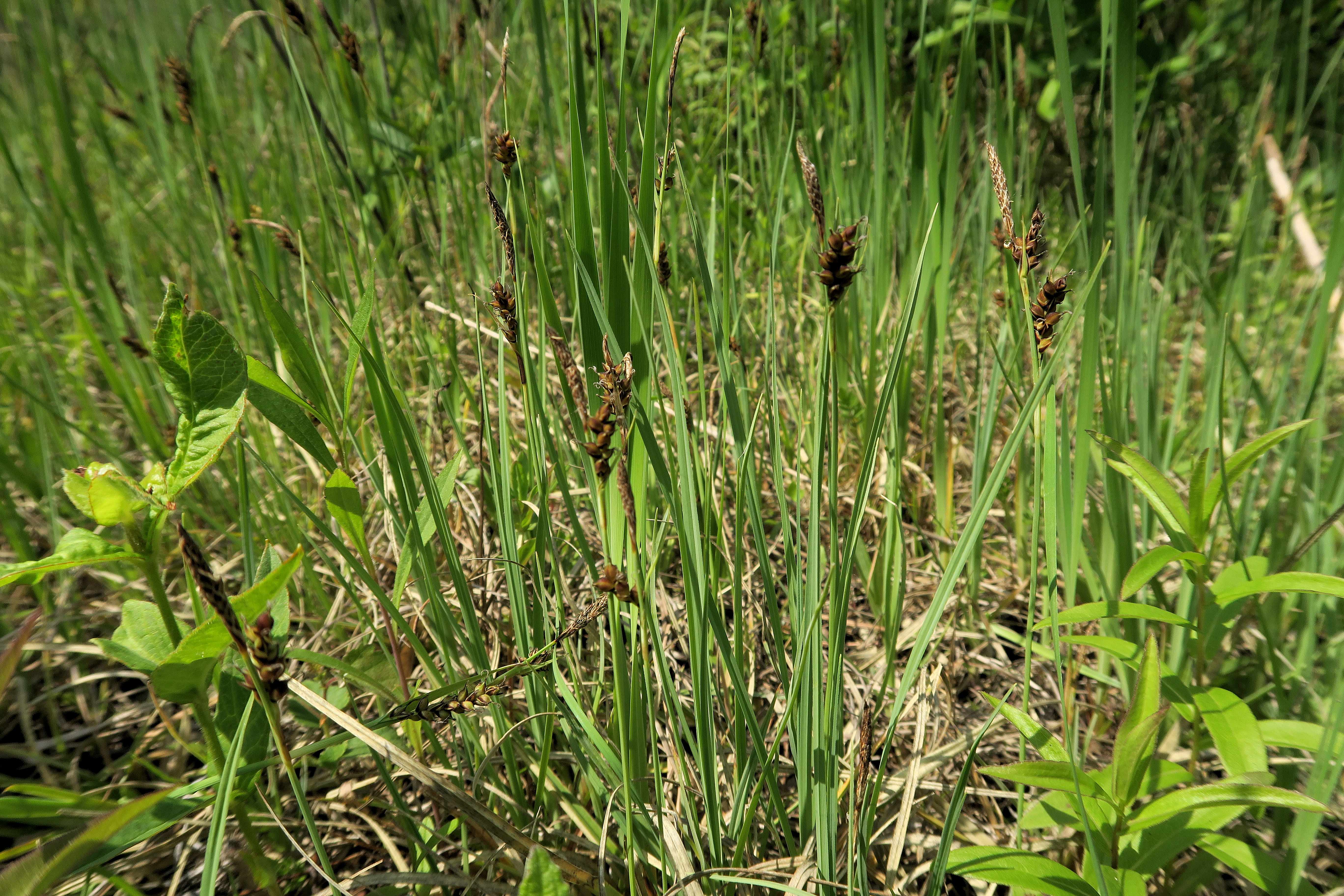Gruppe 3 Carex sp. (ähnl. C. panicea, Ährch. braun), Lobau via Naufahrt Feuchtstelle s-w. Josefssteg 26.05.2023 C5X2 (2).jpg