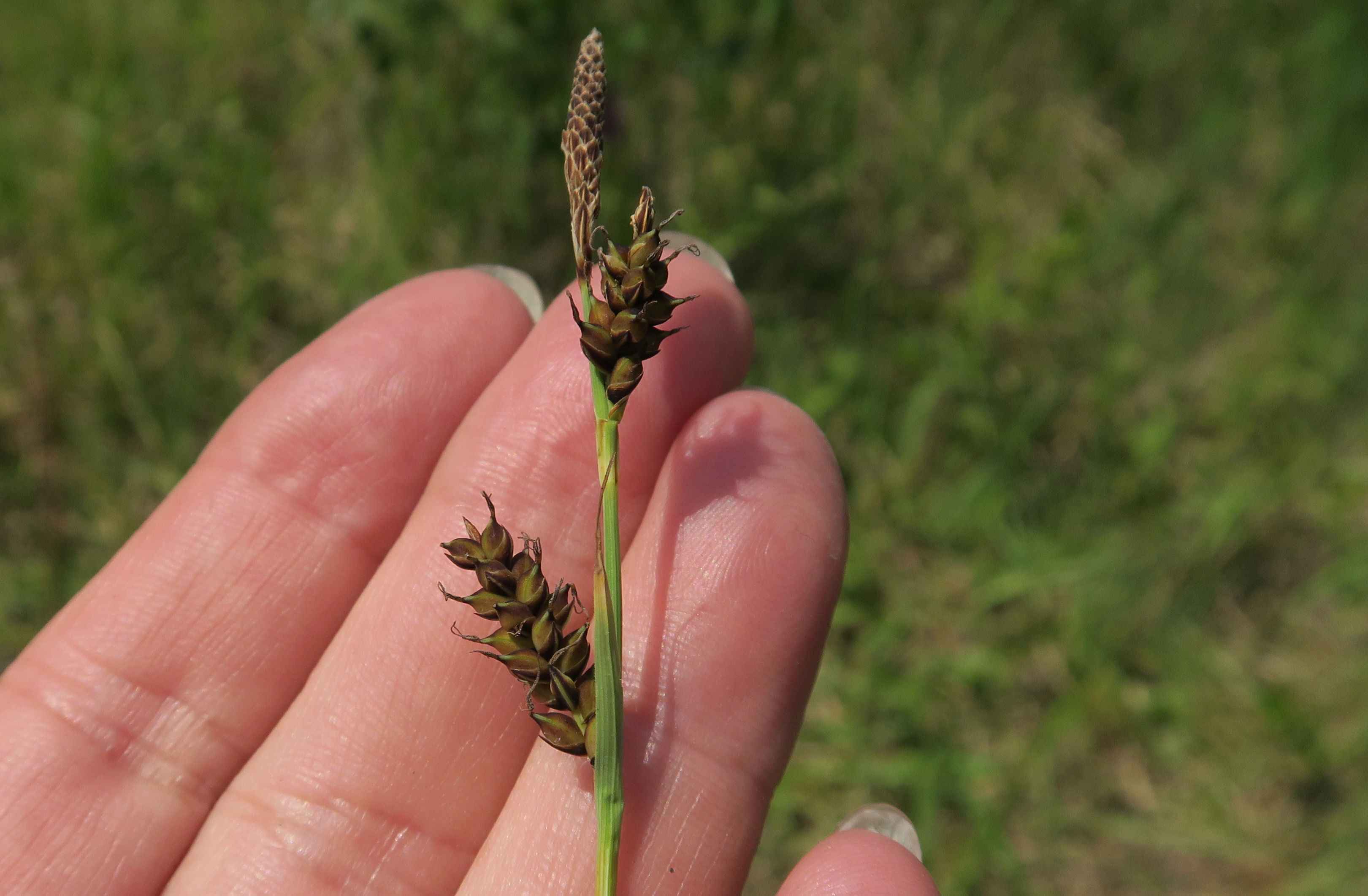 Gruppe 3 Carex sp. (ähnl. C. panicea, Ährch. braun), Lobau via Naufahrt Feuchtstelle s-w. Josefssteg 26.05.2023 C5X2 (3).jpg