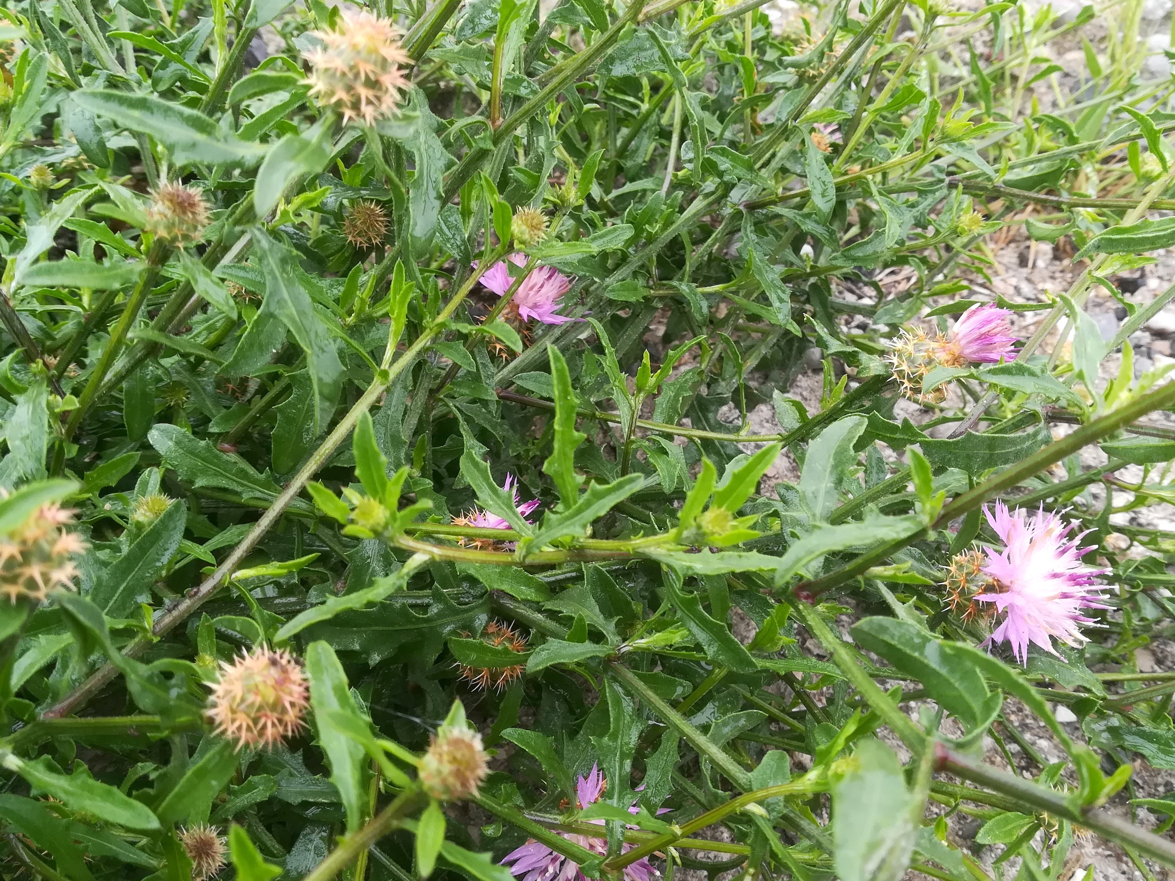 centaurea sp. var-mündung nizza alpes-maritimes frankreich_20230519_090701.jpg