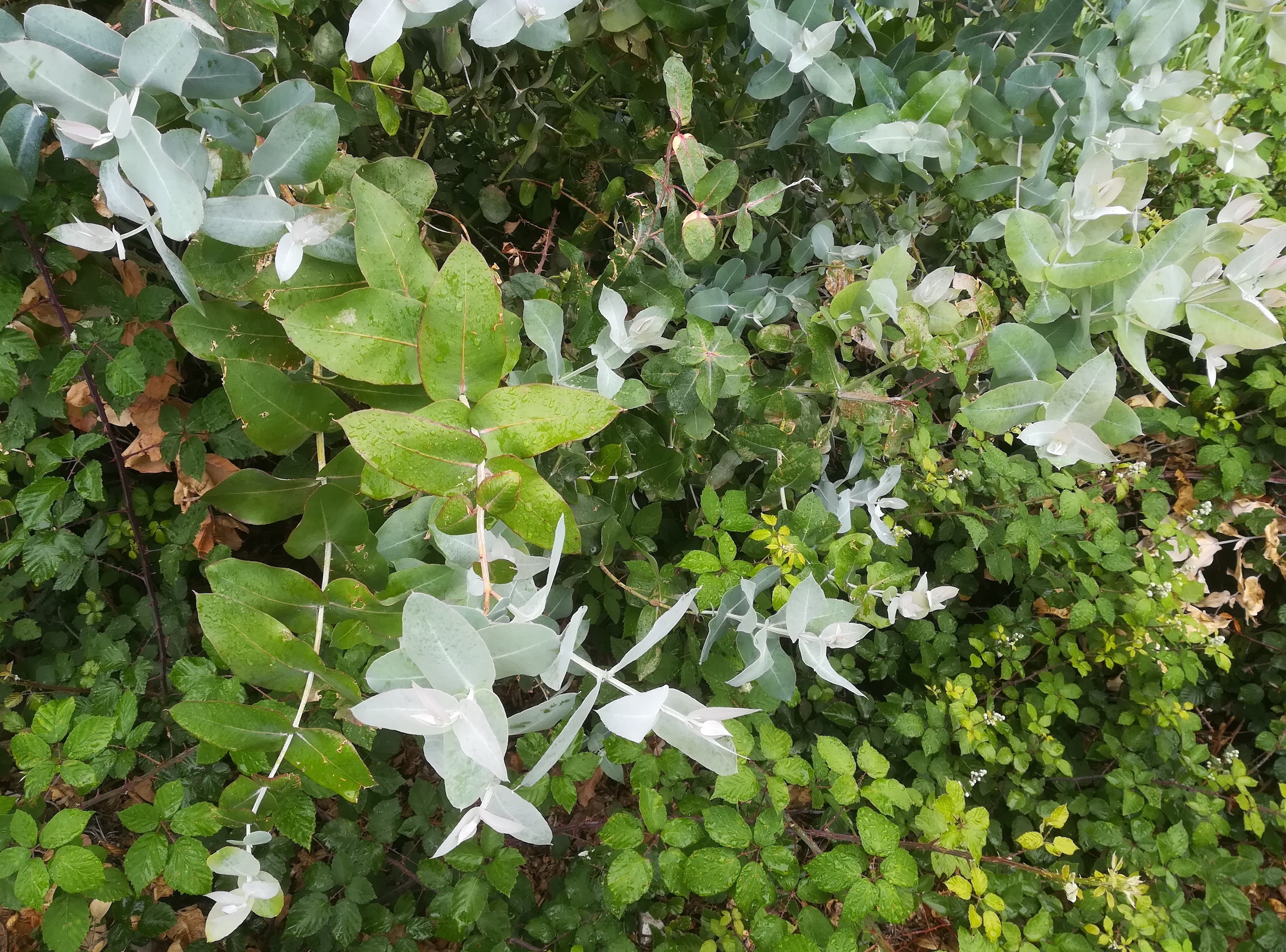 eucalyptus sp. var-mündung nizza alpes-maritimes frankreich_20230519_083518.jpg