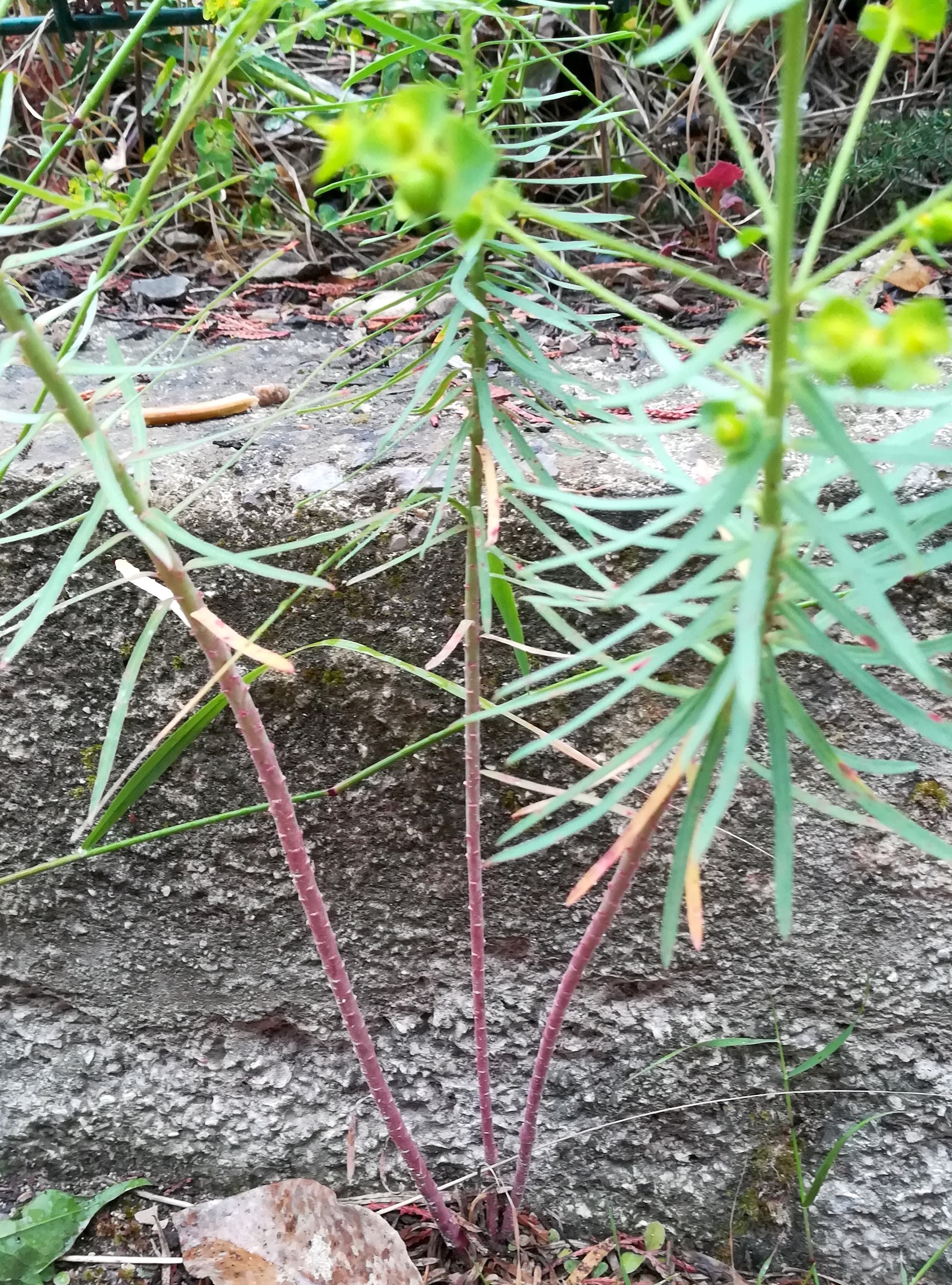 euphorbia segetalis subsp. segetalis roquebrune-cap martin alpes-martimes frankreich_20230520_080520.jpg