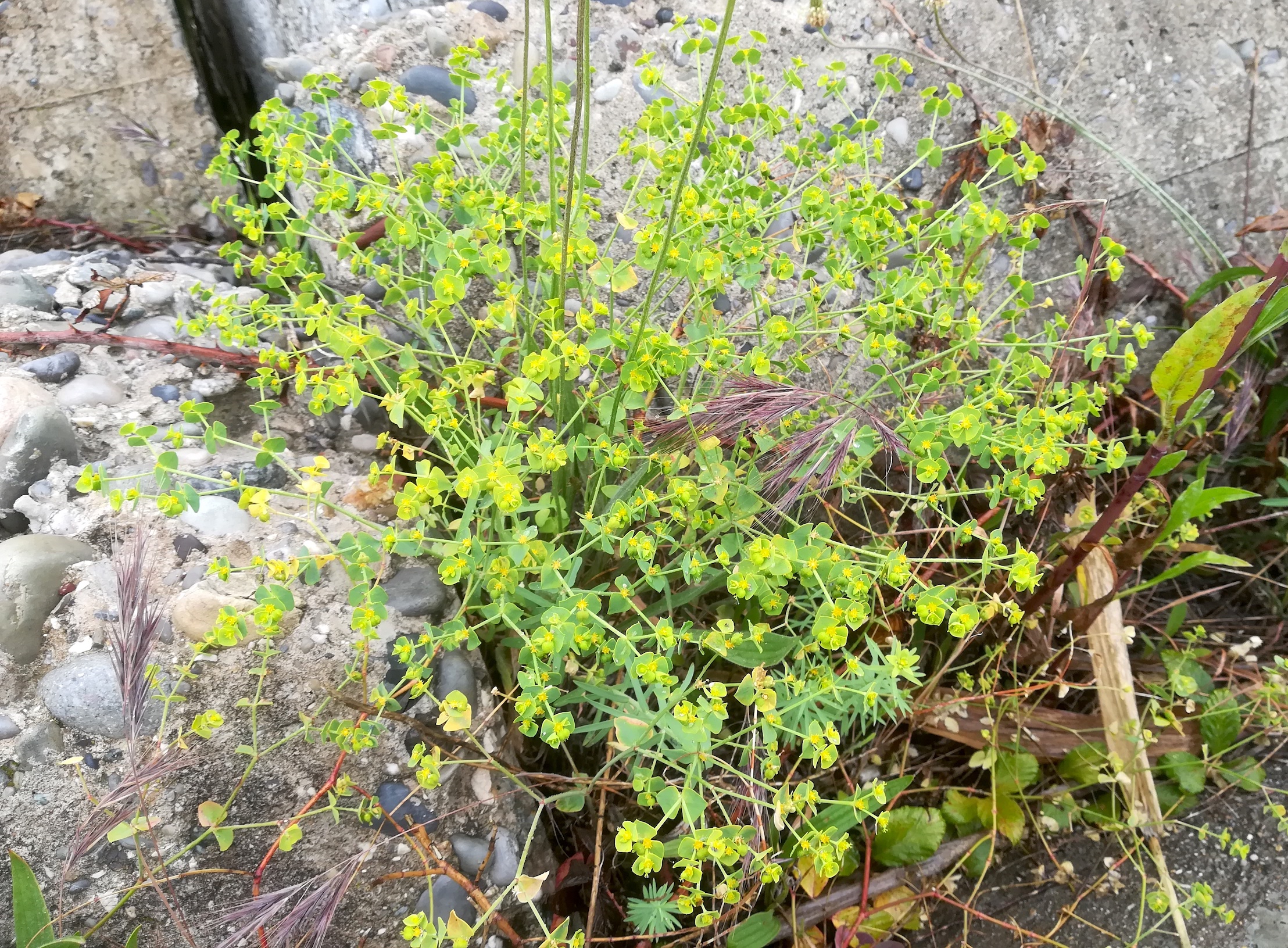 euphorbia segetalis subsp. segetalis var-mündung nizza alpes-maritimes frankreich_20230519_090230.jpg