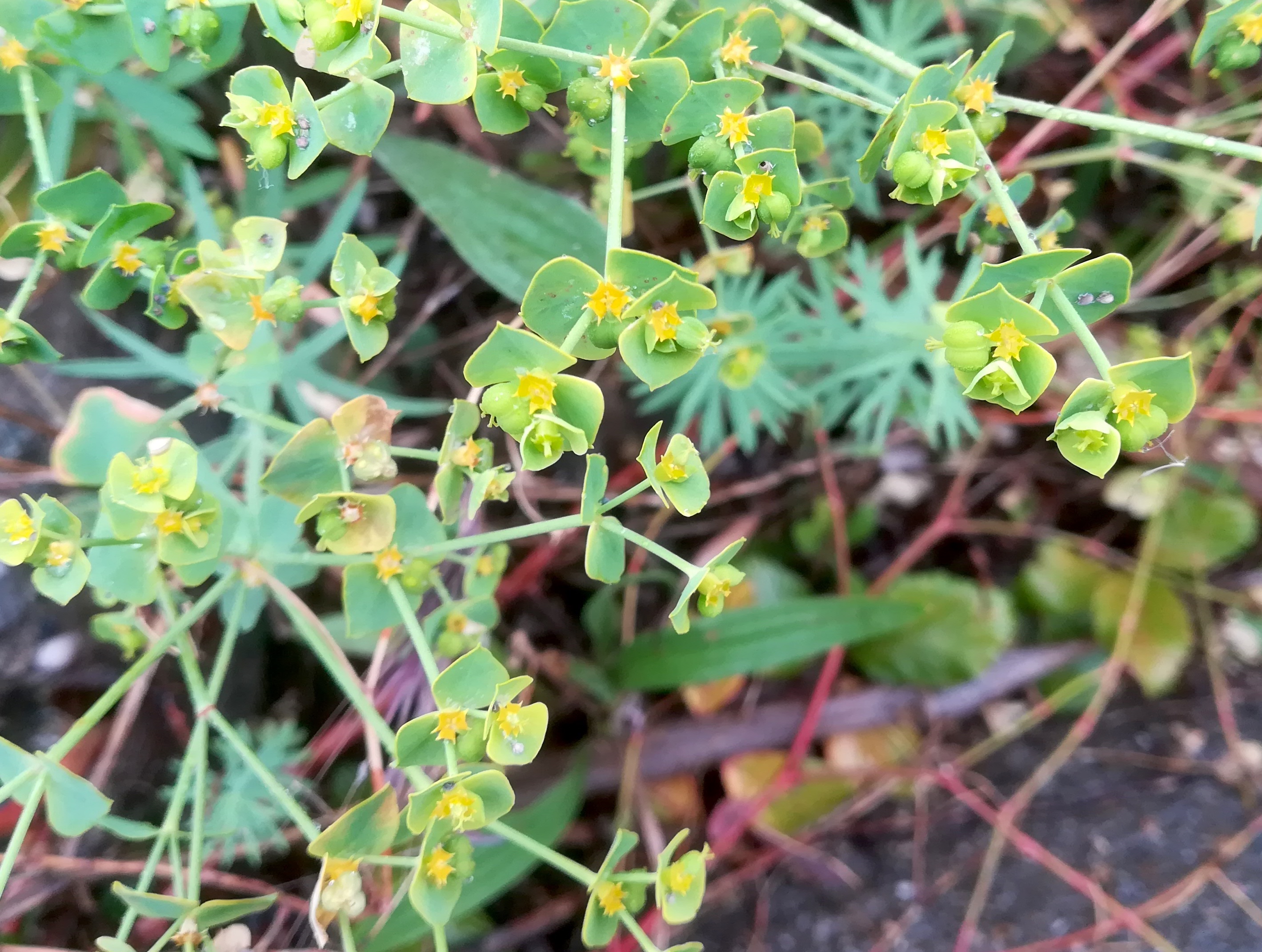 euphorbia segetalis subsp. segetalis var-mündung nizza alpes-maritimes frankreich_20230519_090239.jpg