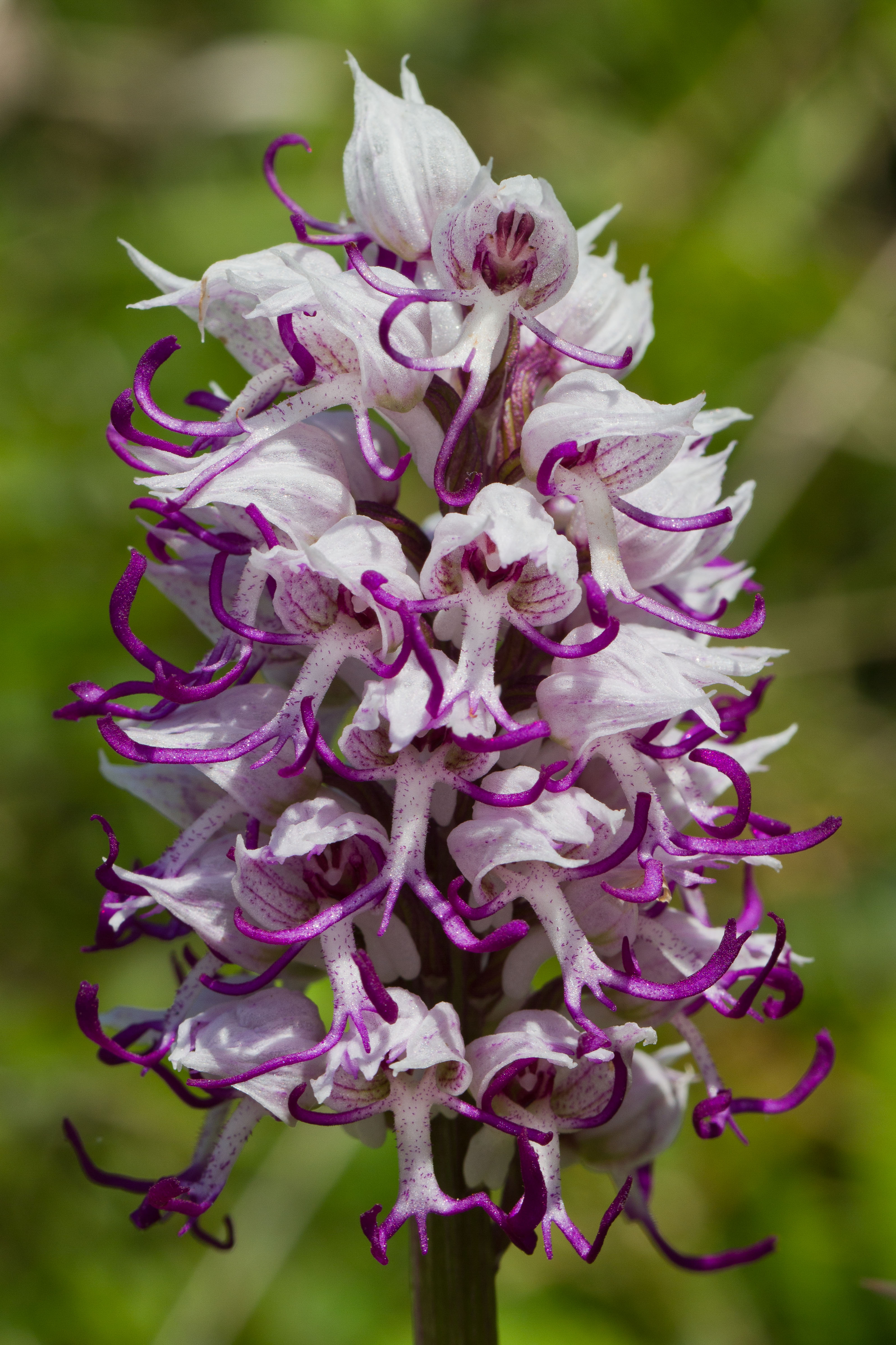 Orchidaceae_Orchis simia 1-2.jpg