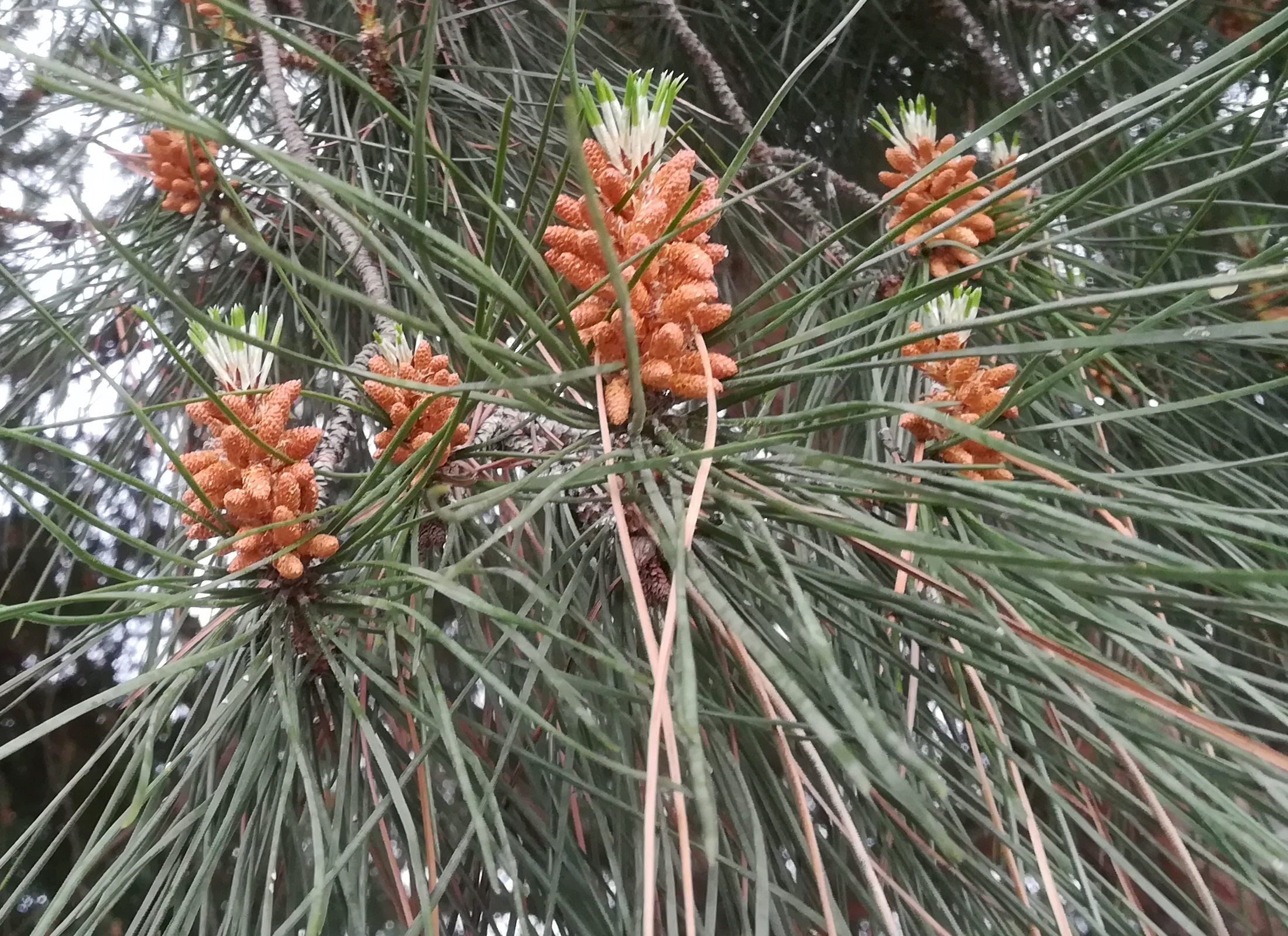 pinus pinea kult. var-mündung nizza alpes-maritimes frankreich_20230519_092113.jpg