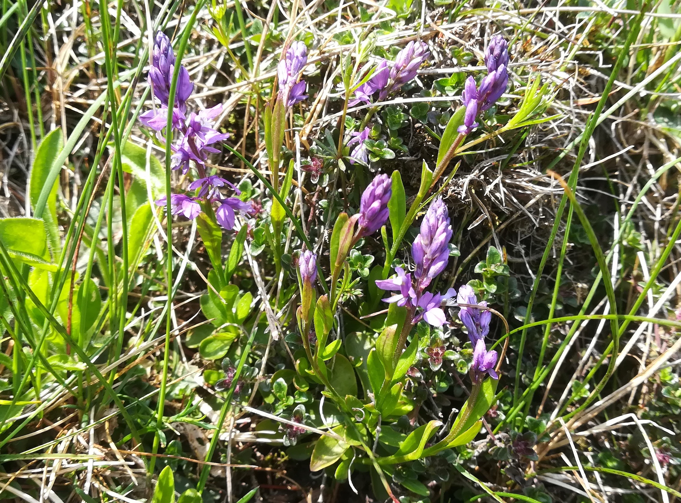 polygala amara bergstation losenheim schneeberg_20230529_115637.jpg