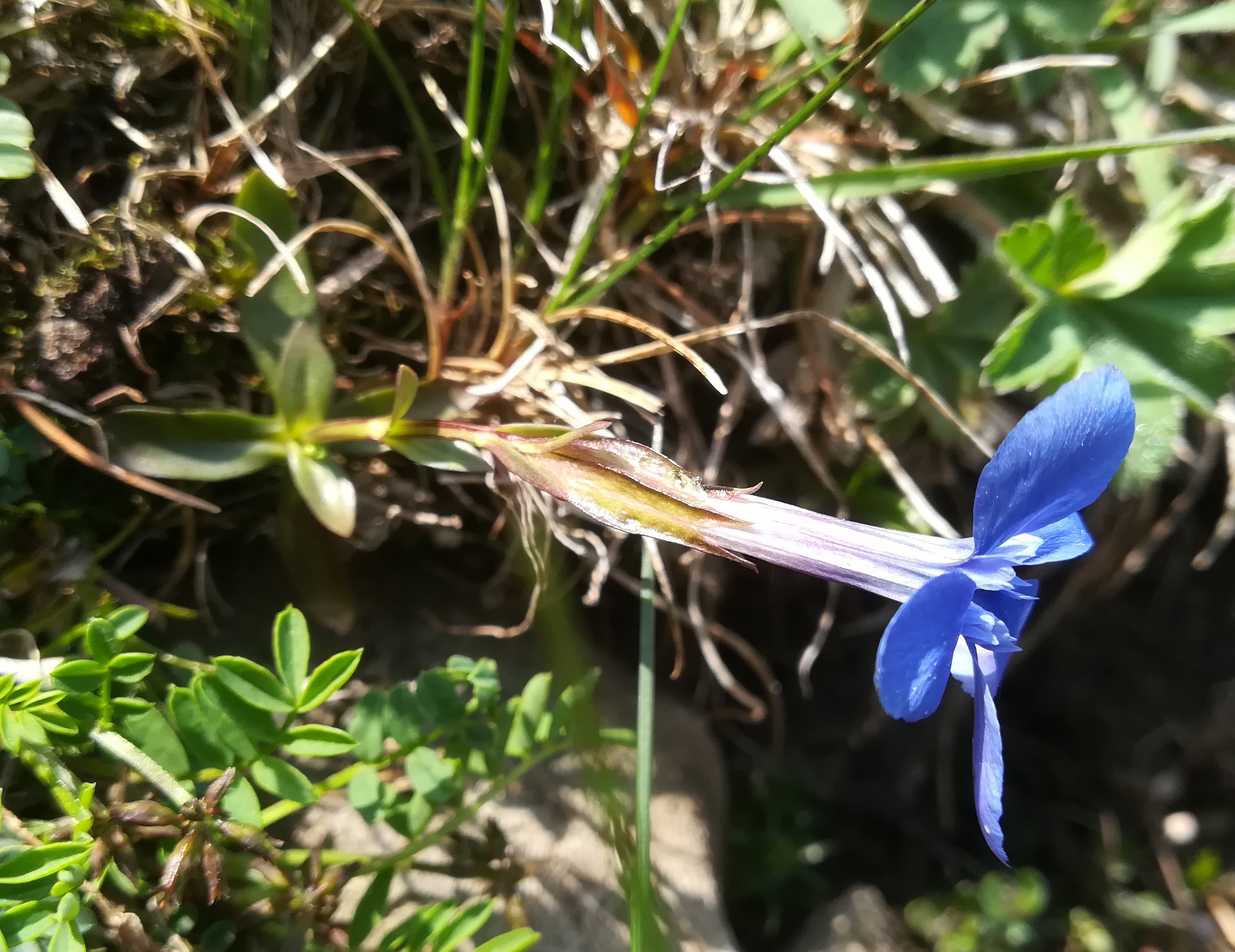 gentiana verna s. str. bergstation losenheim schneeberg_20230529_115929.jpg