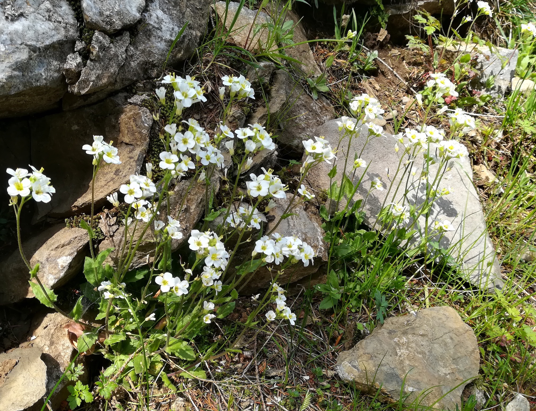 arabis alpina s. str. subsp. alpina bergstation losenheim schneeberg_20230529_120509.jpg